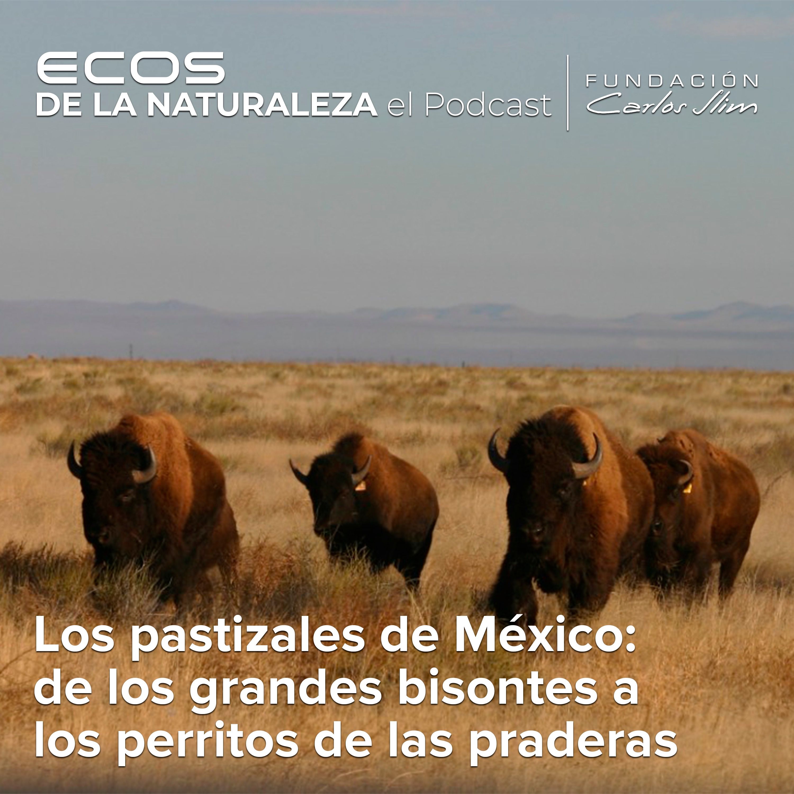 Los pastizales de México: de los grandes bisontes a los perritos de las praderas: Episode #5