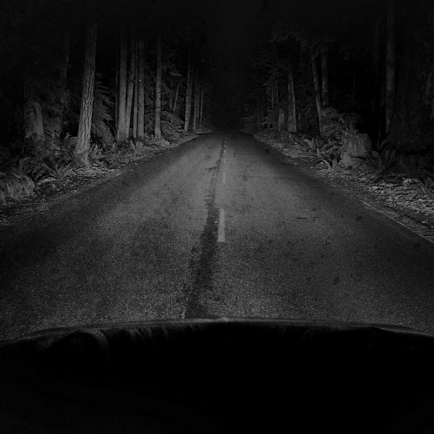 I Took A Drive Through The Woods...