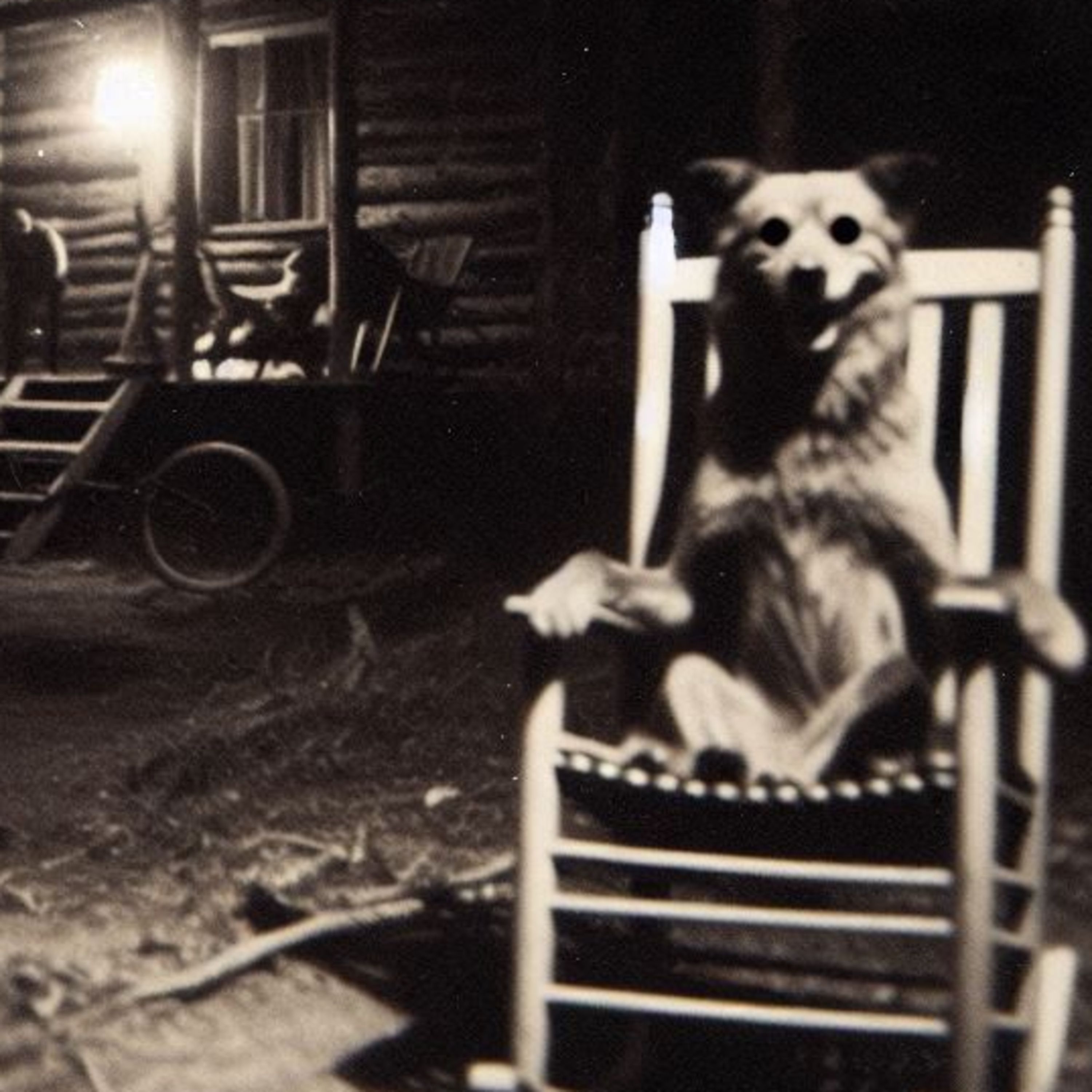 4 historias de Perros que actúan de forma siniestra y paranormal. episode artwork