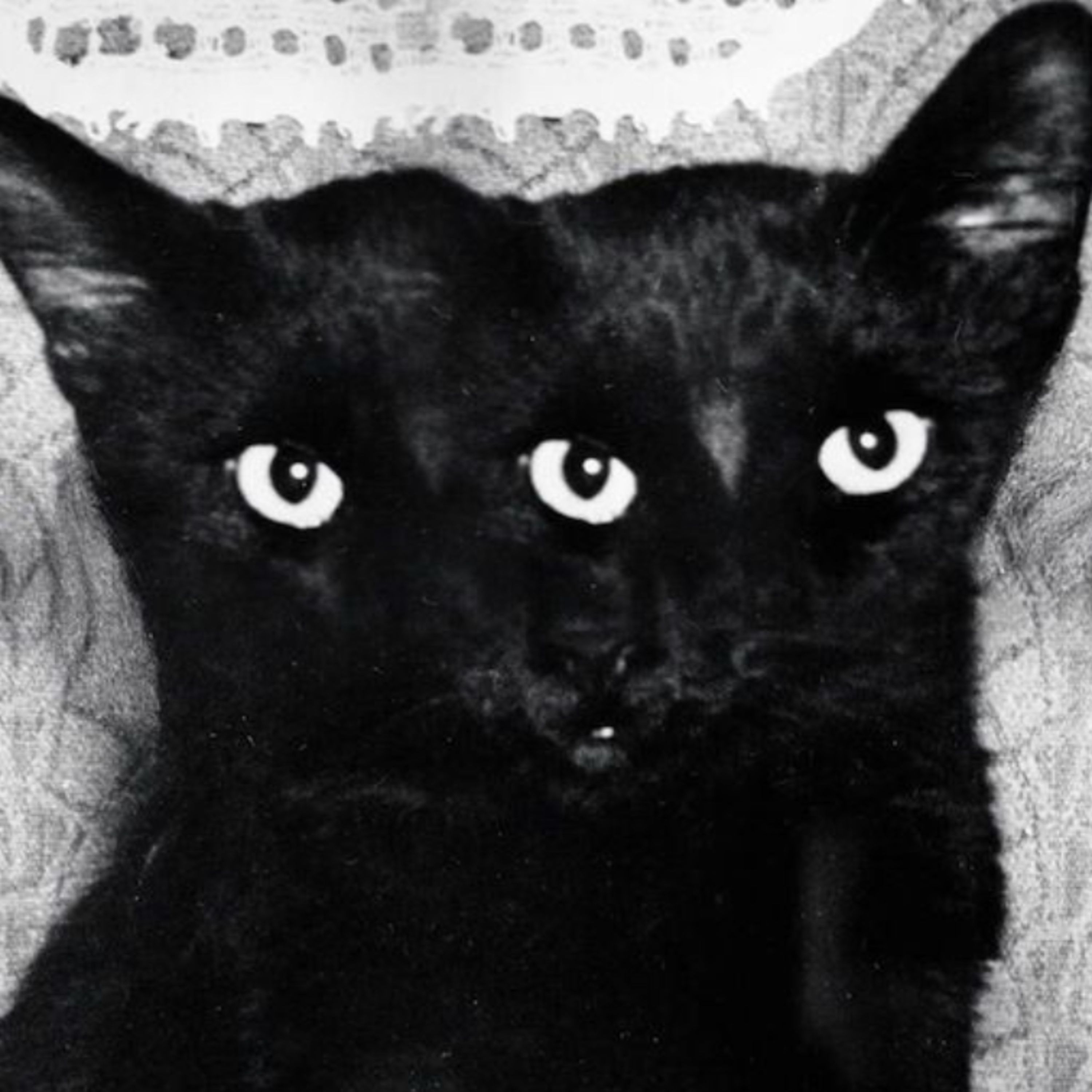 8 Nuevas Historias de Animales Actuando Como Humanos: Te Vas a Arrepentir de Ver Esto | Gato Macabro episode artwork