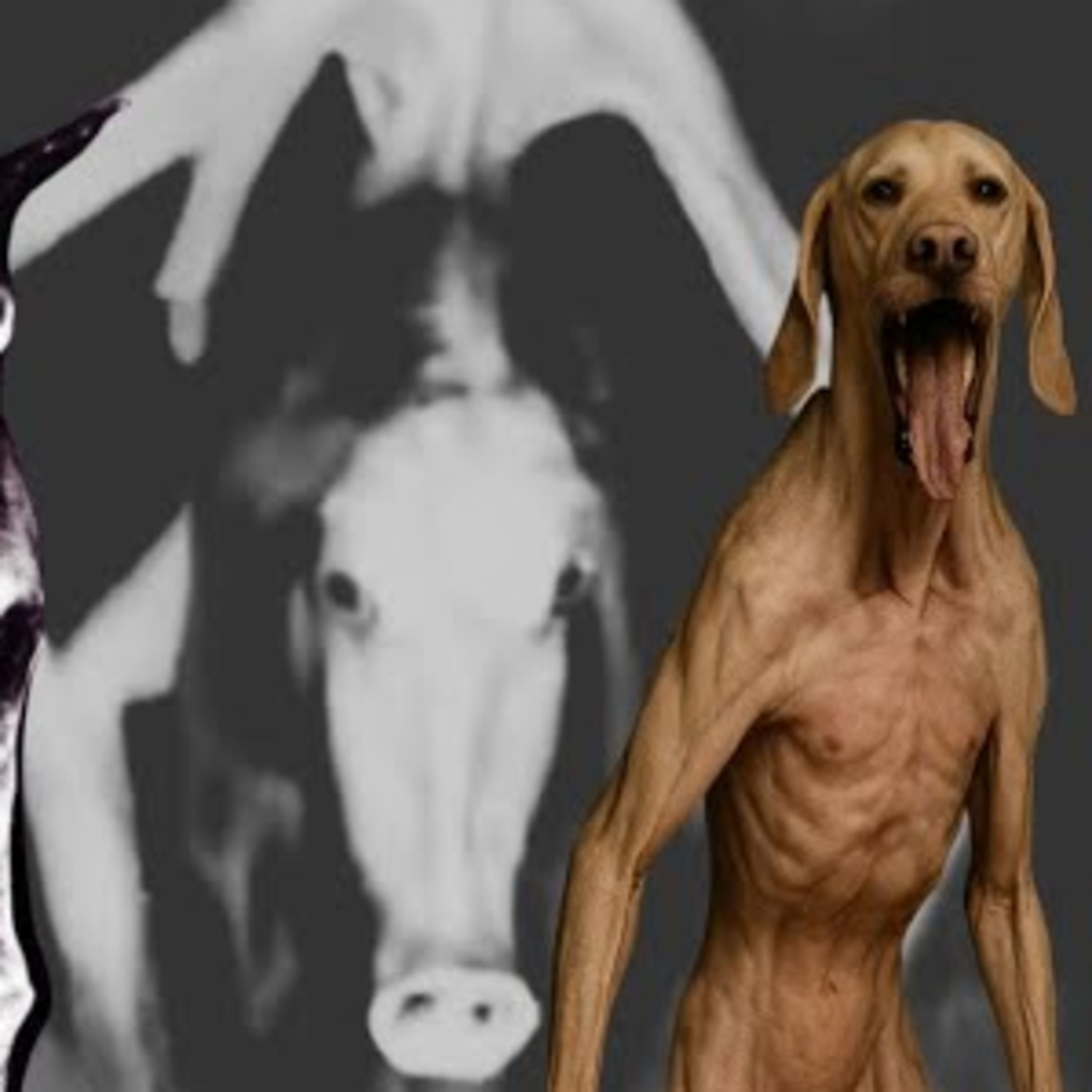 4 Relatos Prohibidos de Nahuales y Skinwalkers | Nadie Sobrevive a Estas Presencias