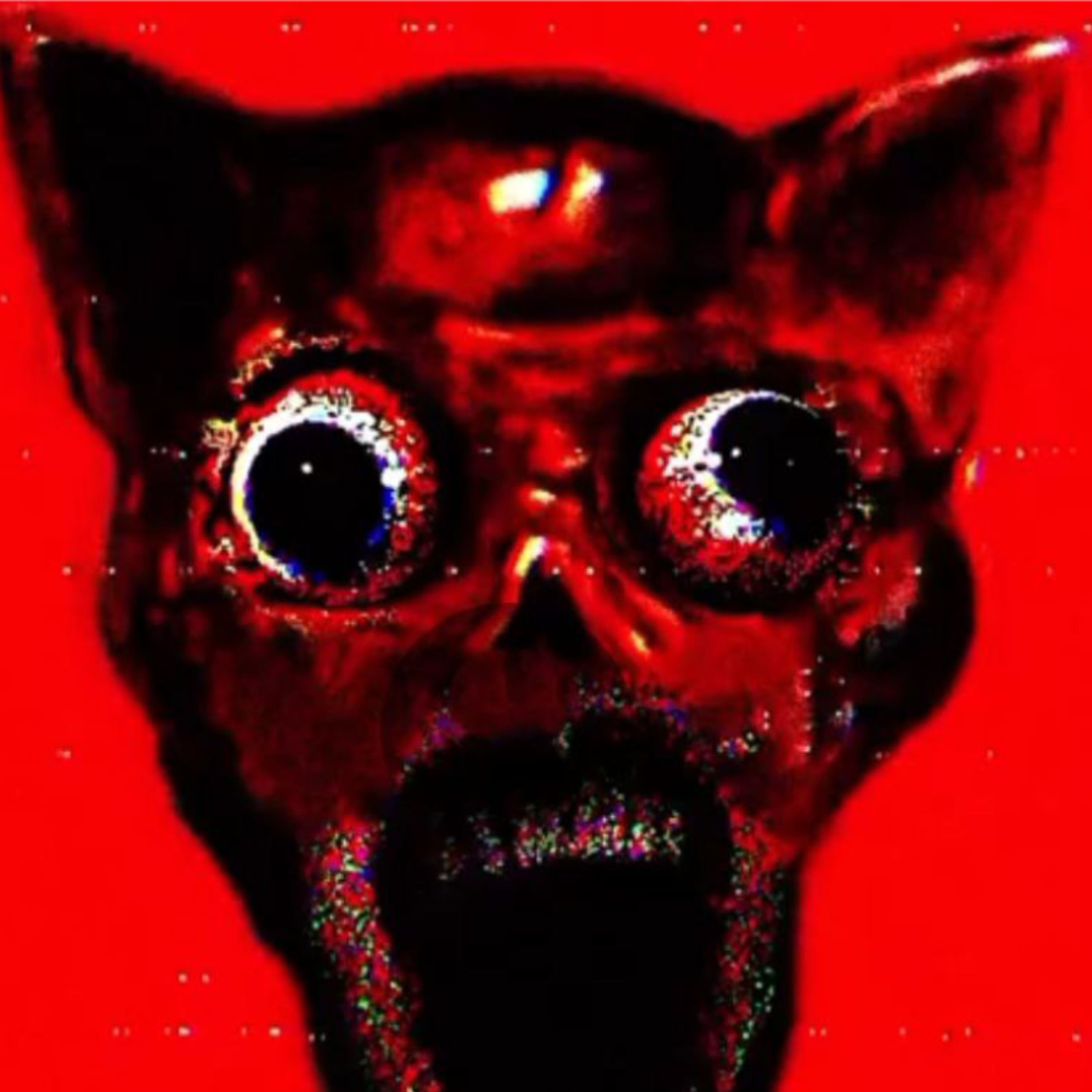 GATOS ACTUANDO COMO HUMANOS, BRUJAS Y MÁS HISTORIAS ESCALOFRIANTES 🔥 | Relatos Paranormales Reales