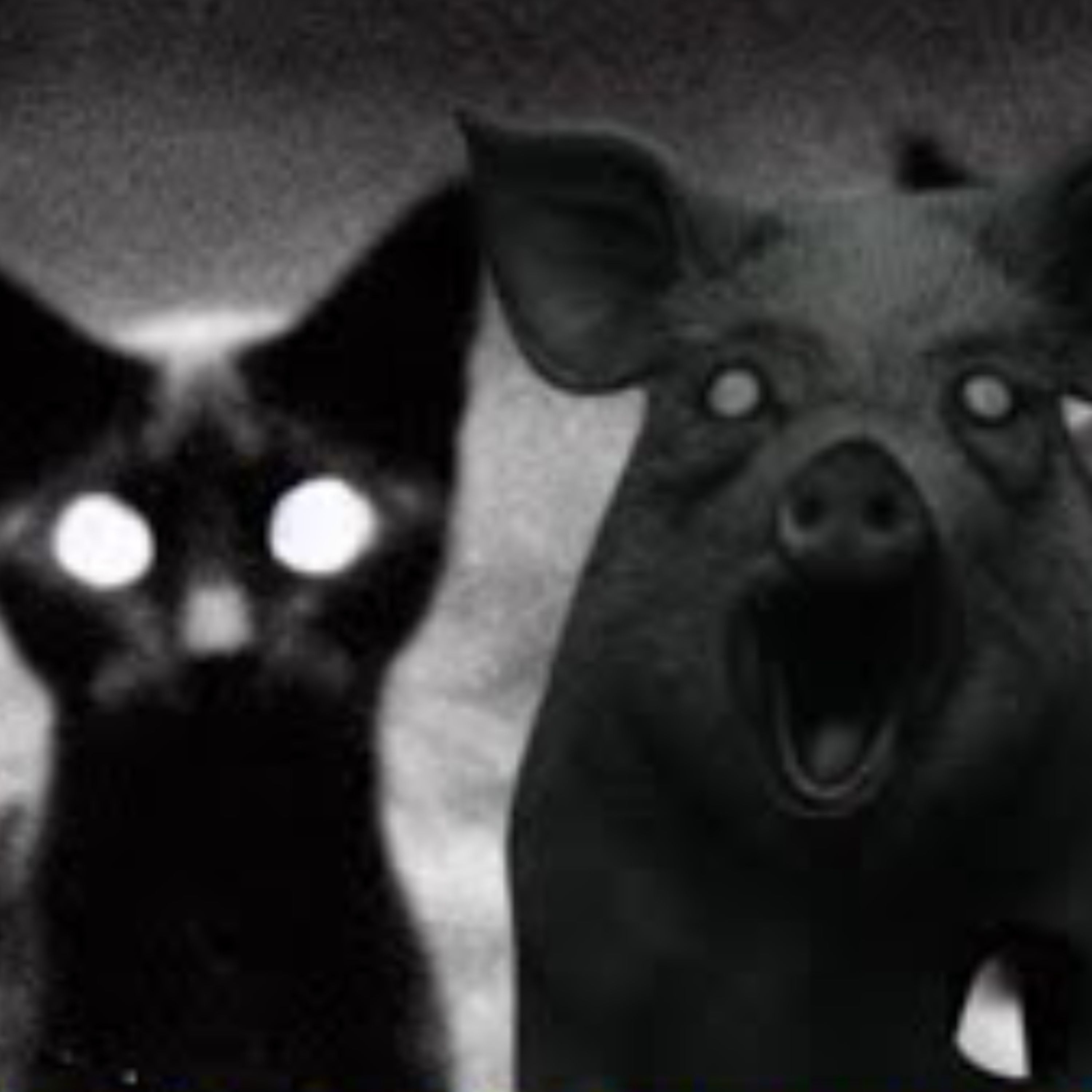 4 nuevas historias de Animales Actuando Como Humanos (Recopilación de 1 hora).