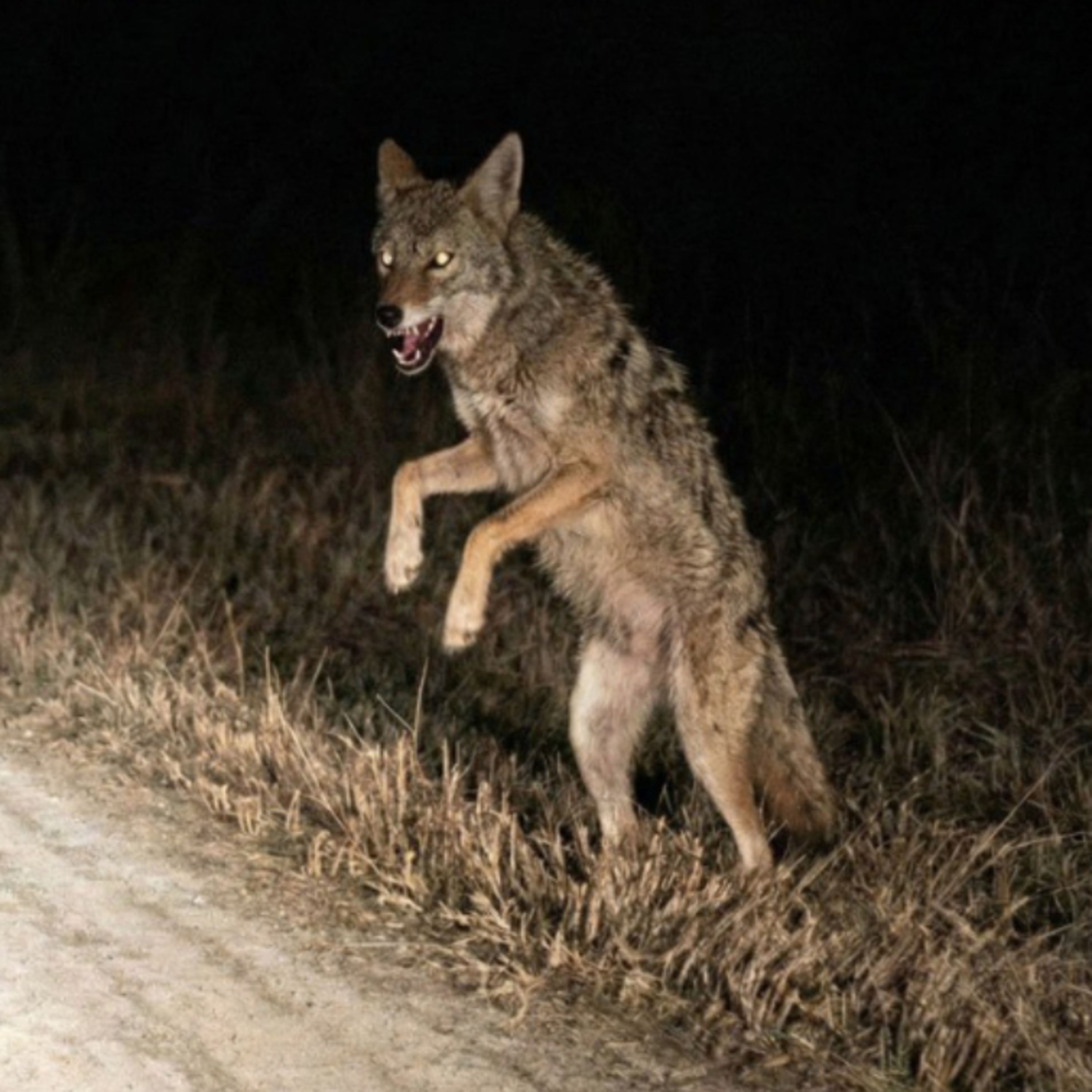 Nahuales, Skinwalkers y Animales Actuando como Humanos episode artwork