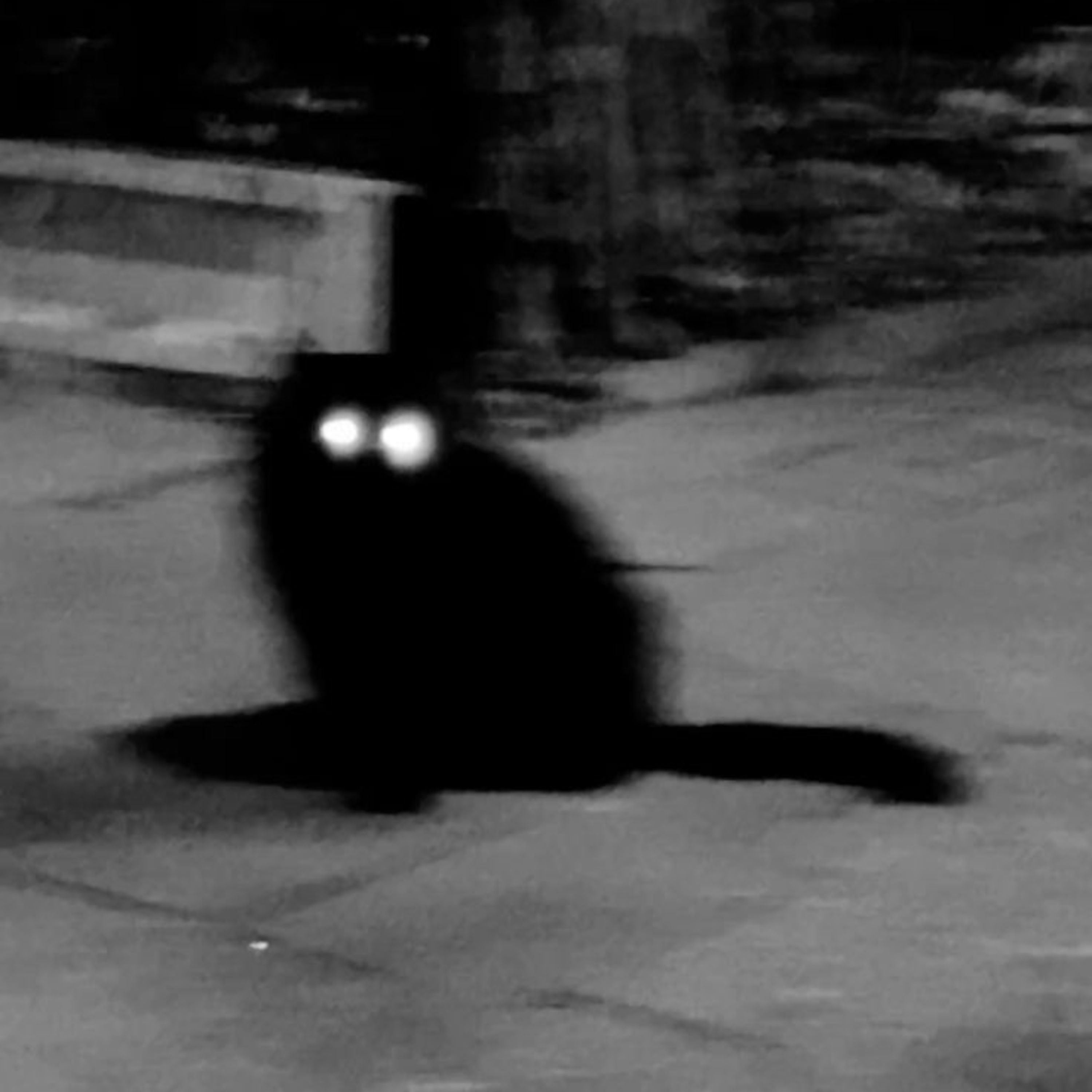 5 NUEVAS HISTORIAS ATERRADORAS DE Animales Actuando Como Humanos. GATO MACABRO / Testimonios Reales