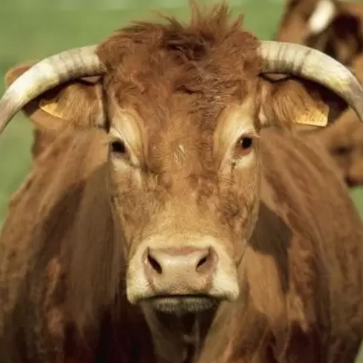 Stoicism & Justice (Part 4 of 6) Stoicism & Justice (Part 4 of 6)