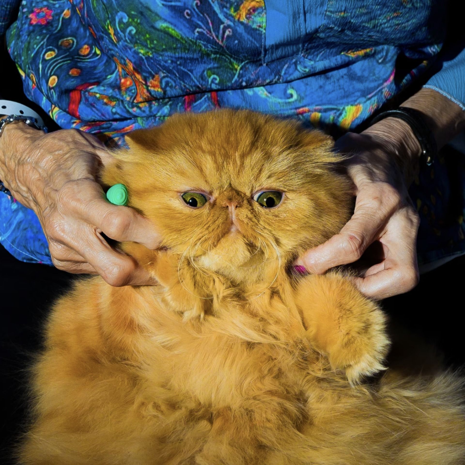 The Cat Ladies Haven't Forgotten