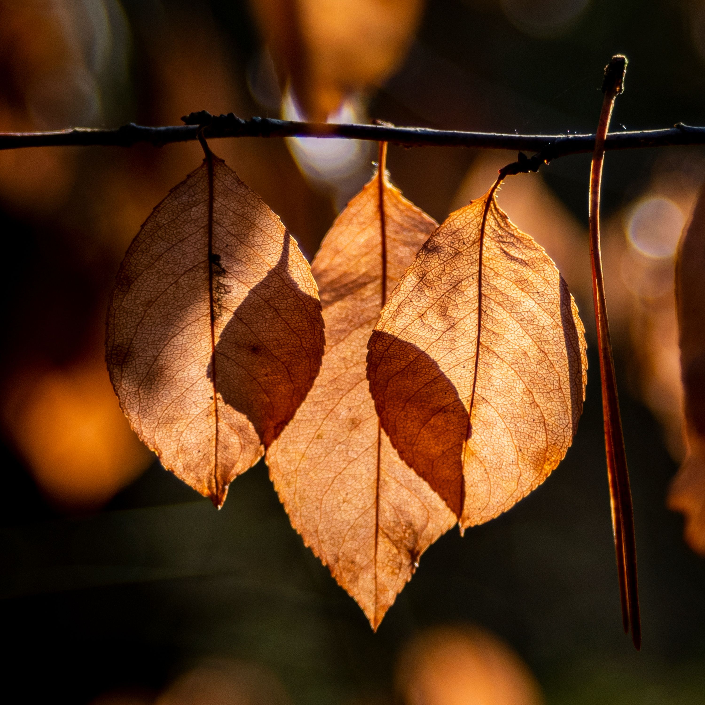 You Are Beech Tree Kin: 