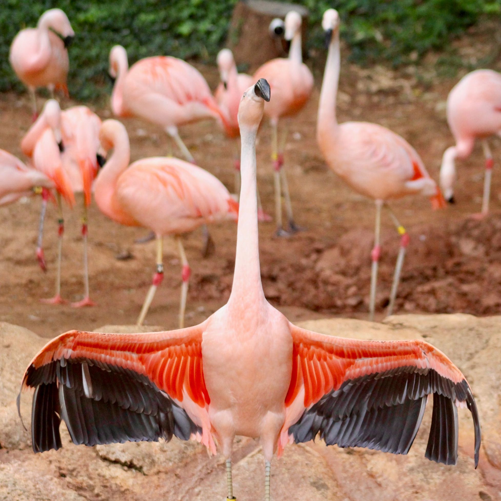 You Are Flamingo Kin - 
