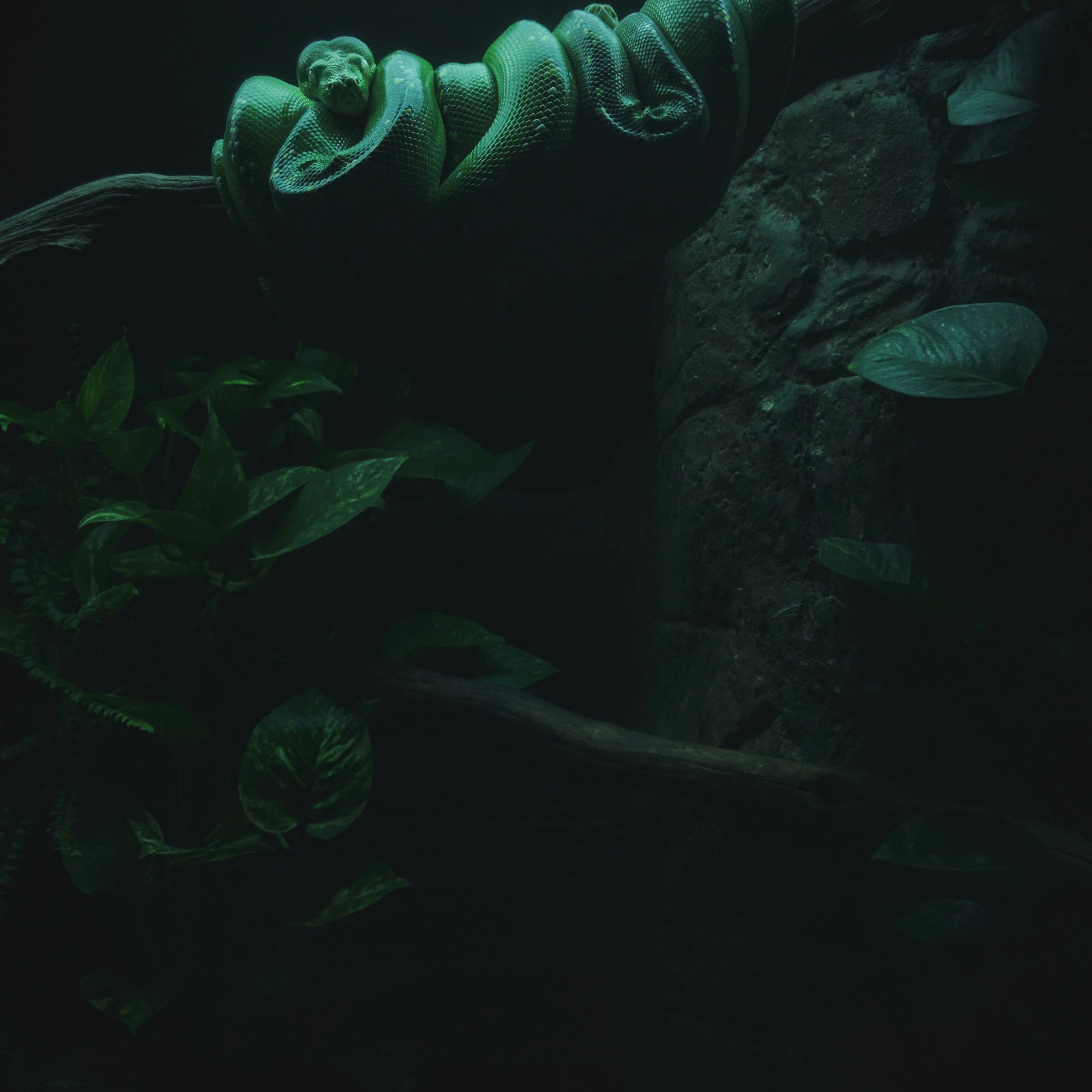 Meditation: Snake Kin