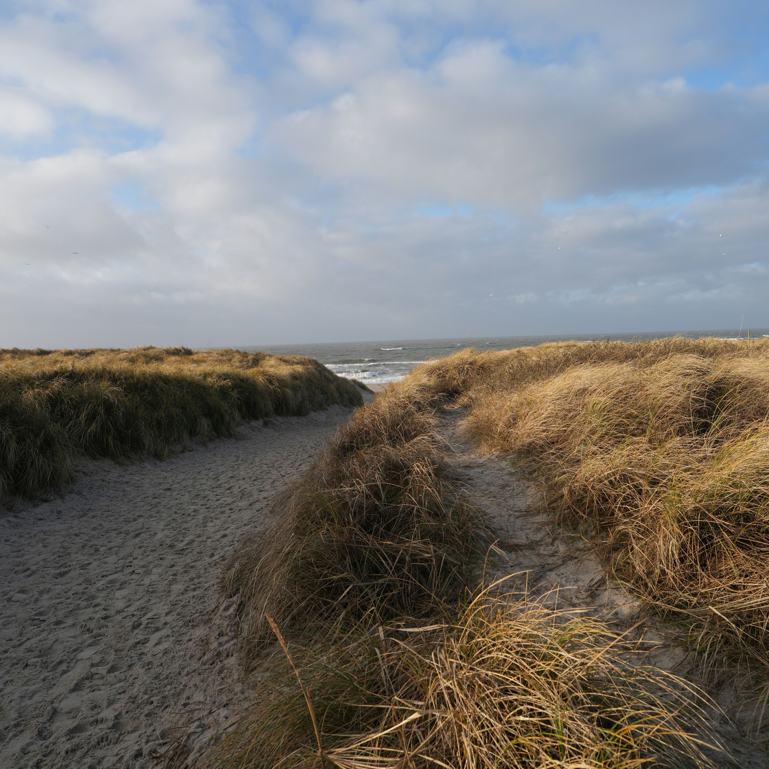 You Are Marram Grass Kin - Gently Reshaping Your World