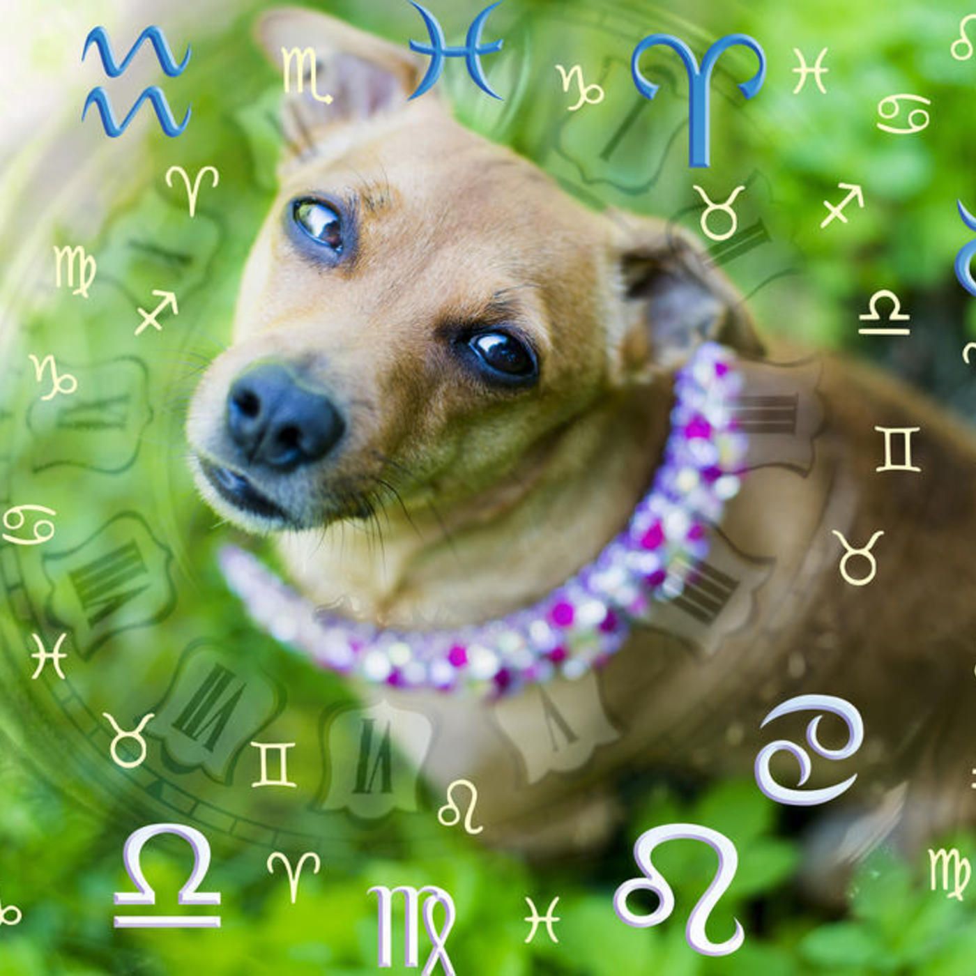 120: 9 de octubre - ¿Cómo son los perros según su signo zodiacal?