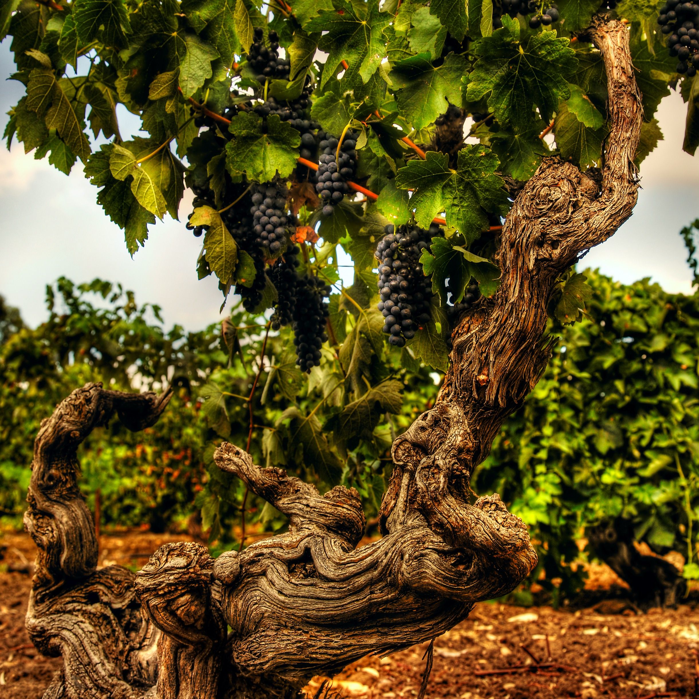 Grapevine Stories - Part 3 - Grand Dreams & Boom-Bust-Boom