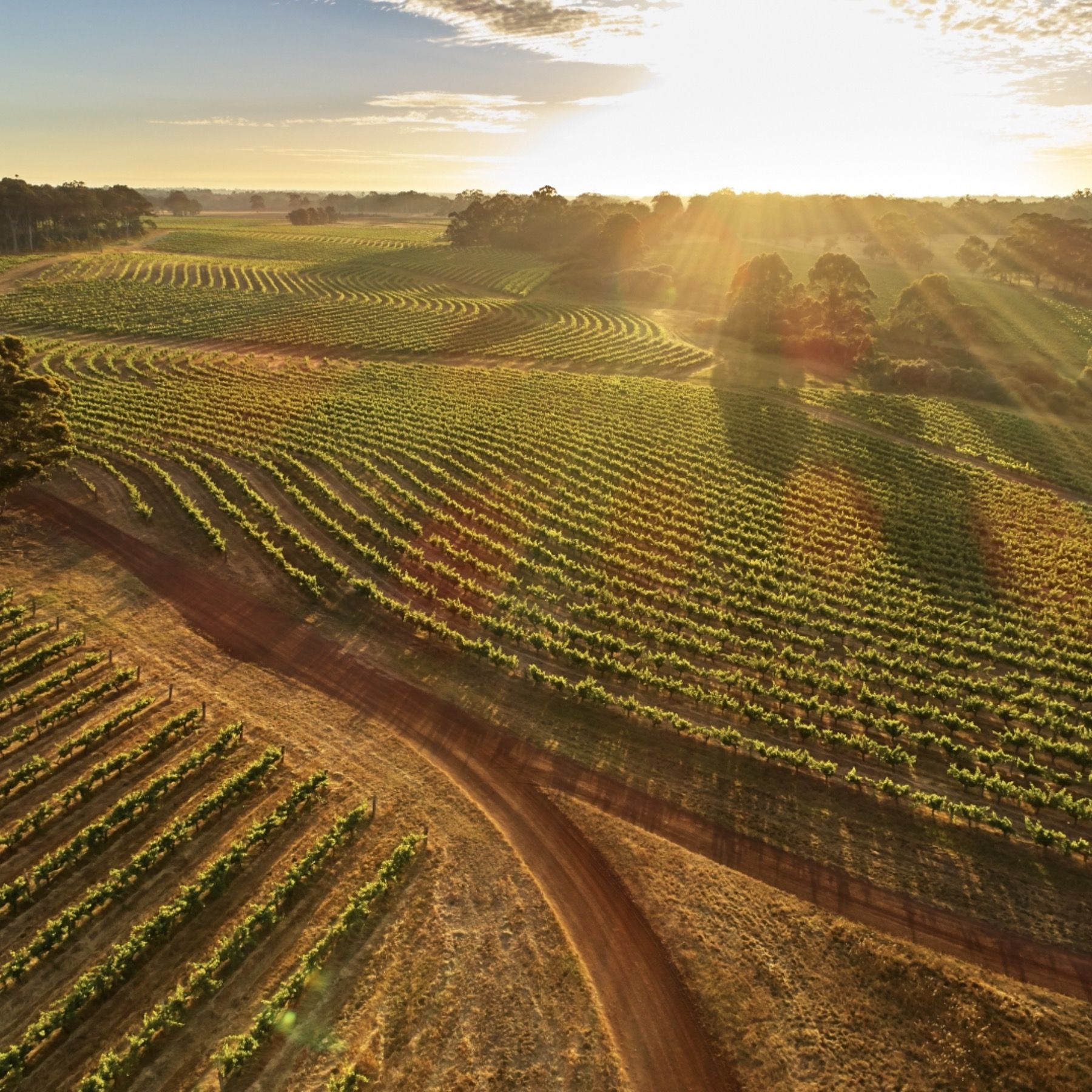 Grapevine Stories - Part 4 - A Step Back Into The Future