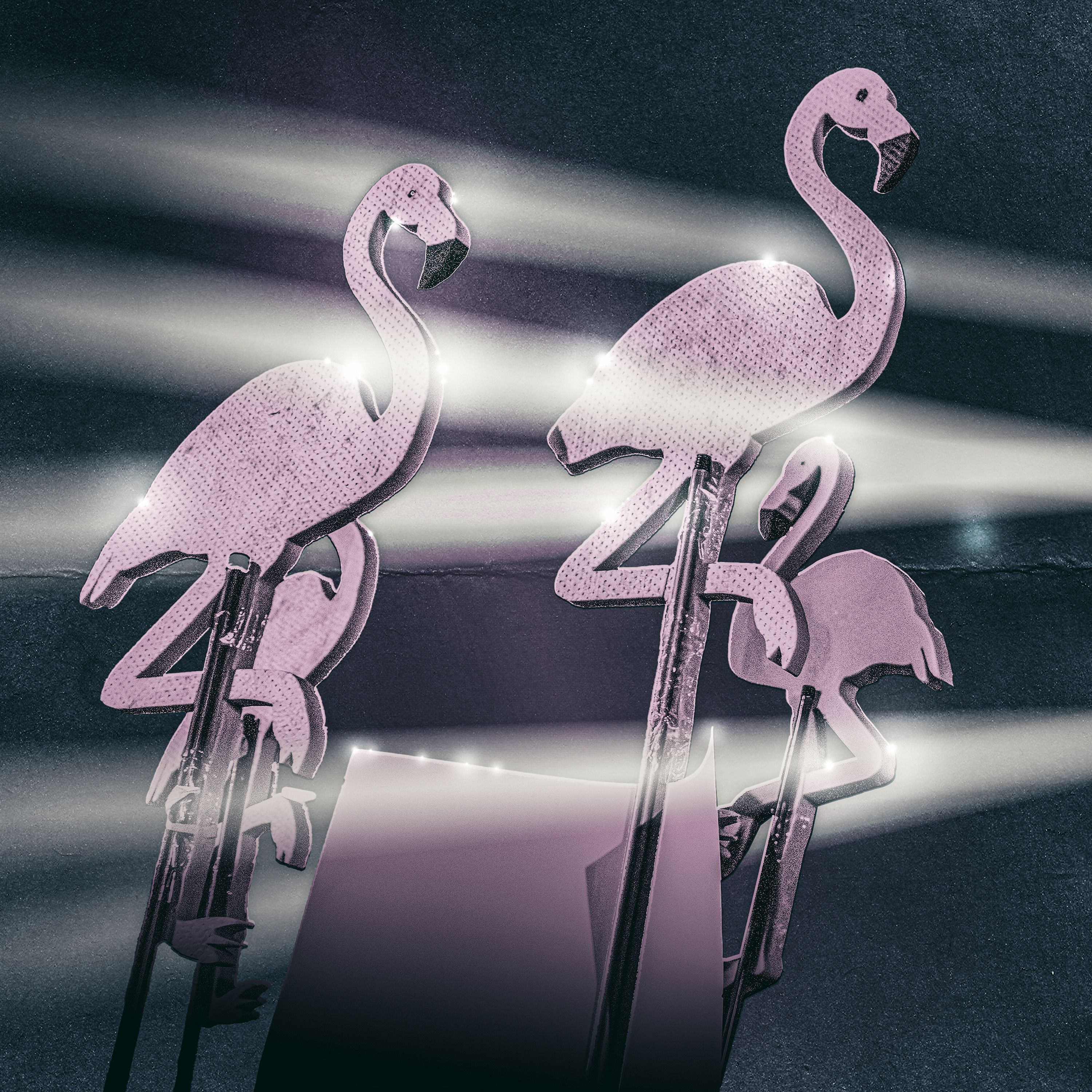 Die Flamingos kommen (2/5)