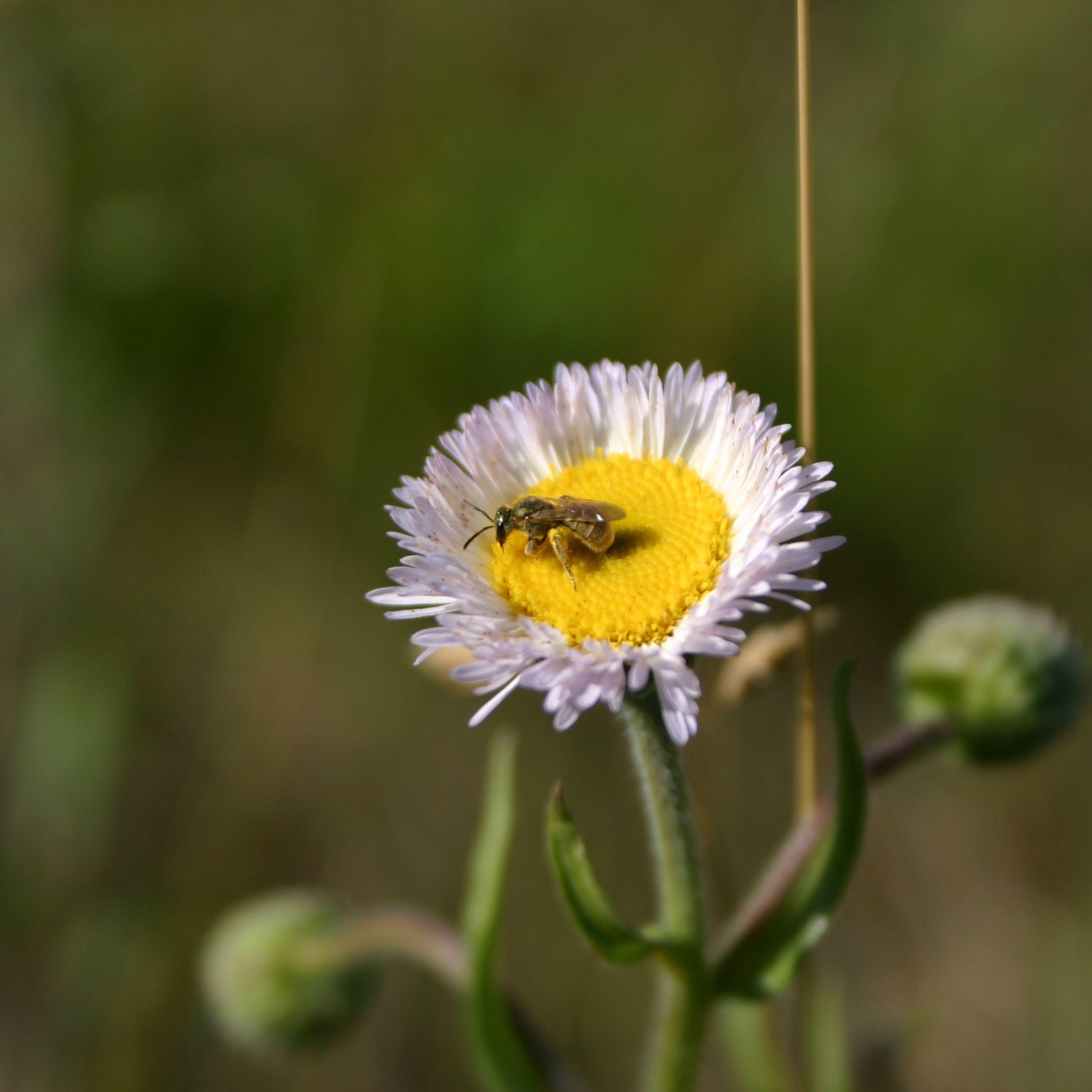 Prairie A-Bee-C's