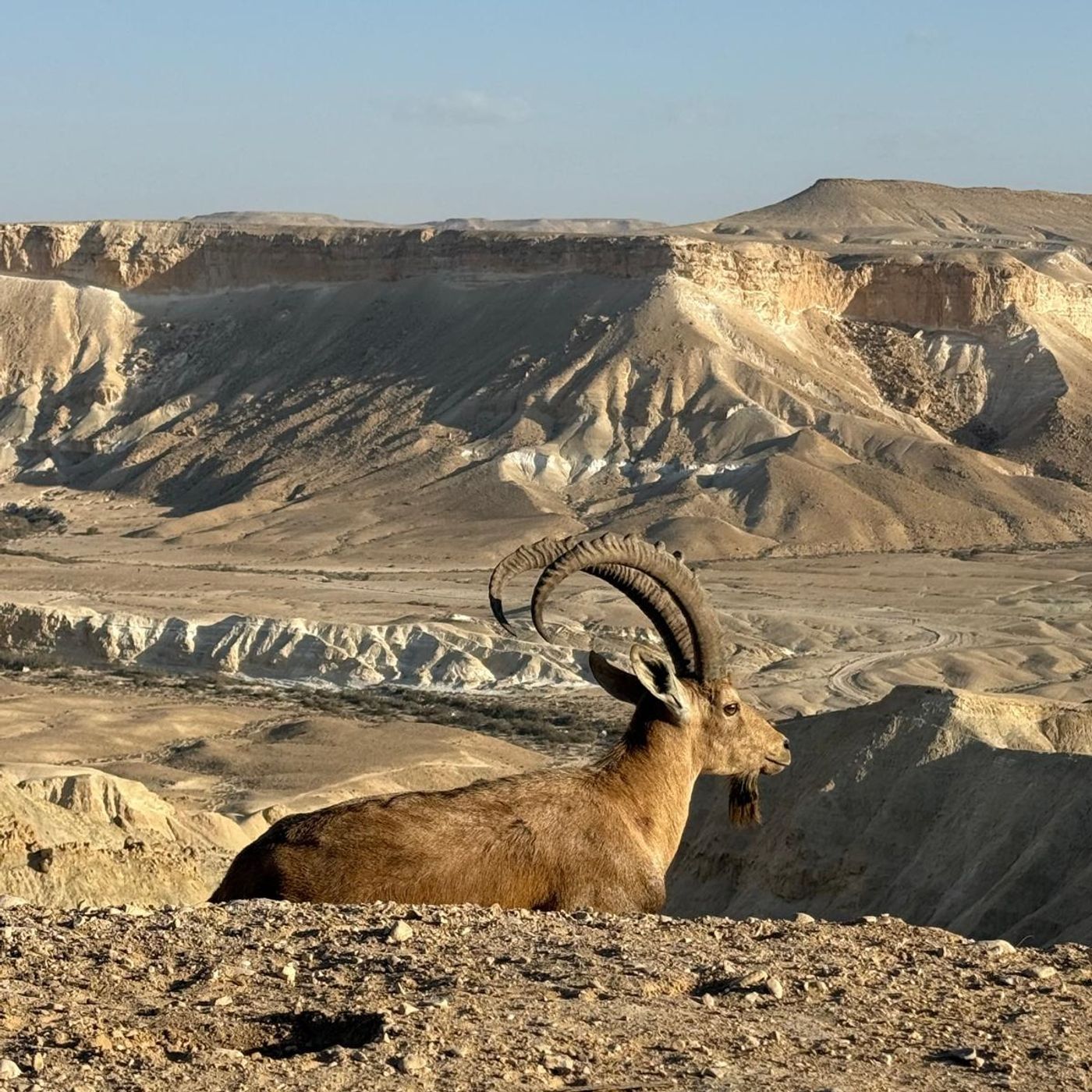 Podcast episode cover art: סיפור אישי לפסח - בטחון פסיכולוגי ואקאונטביליות בצוות