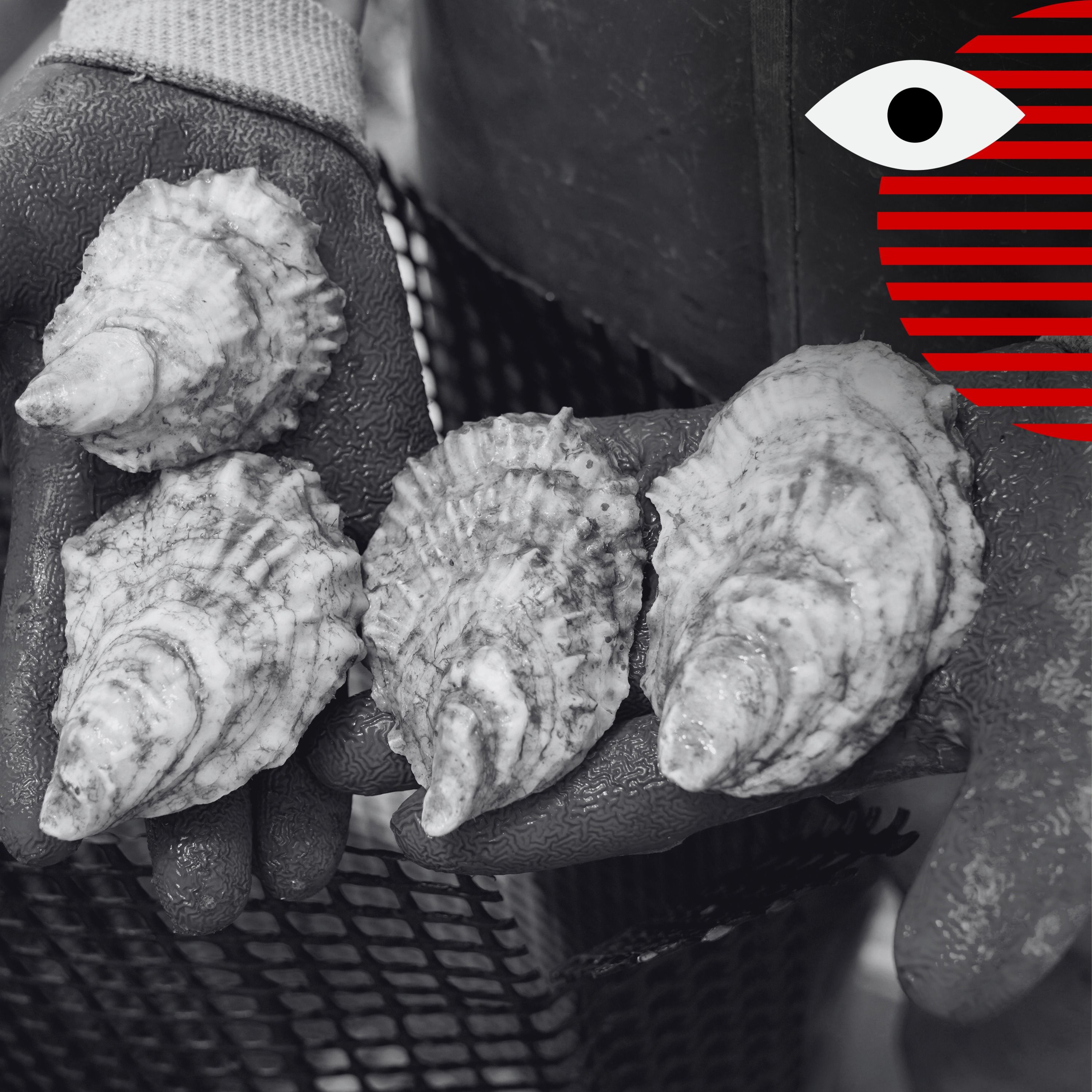 What's killing PEI's oysters?