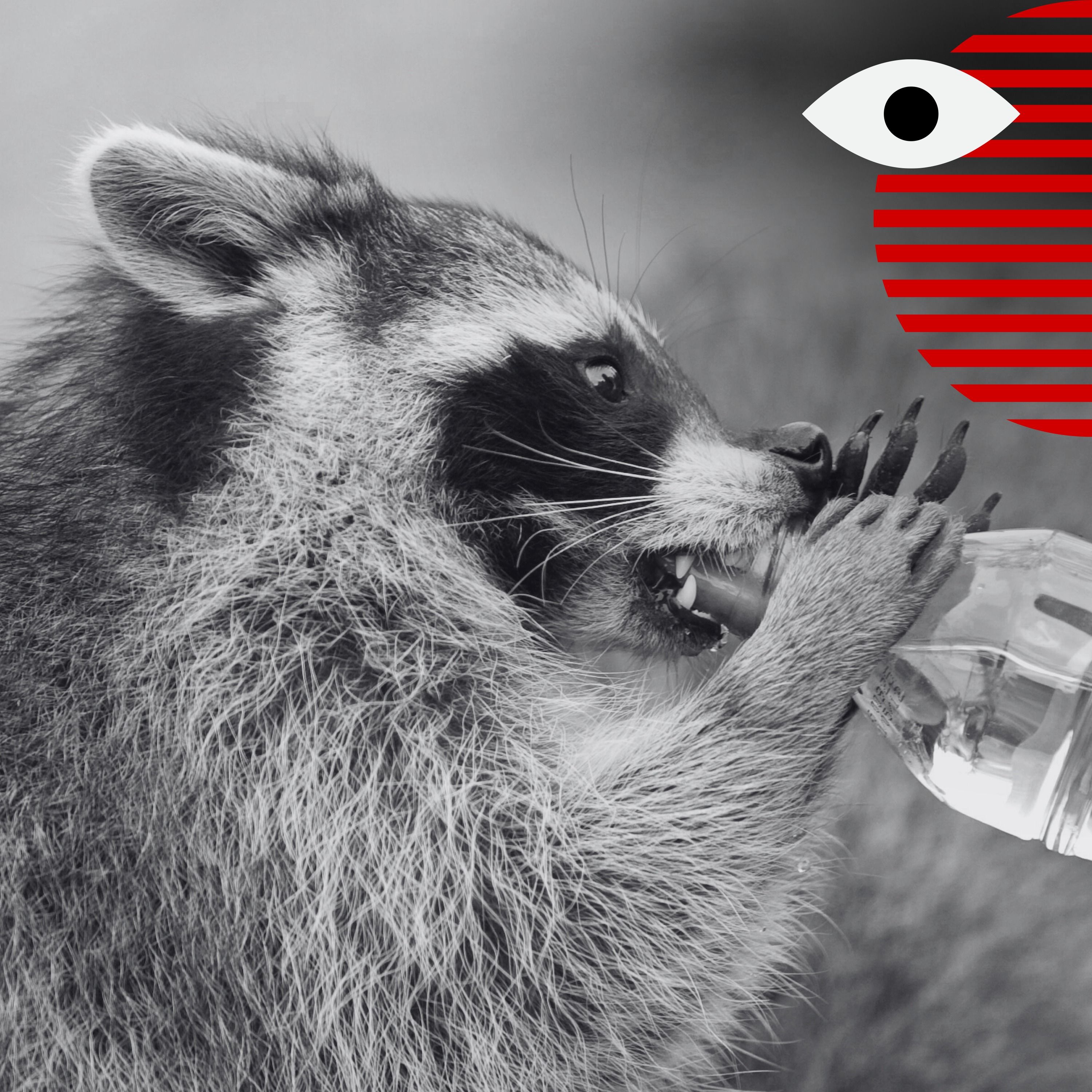The scientific reason raccoons may be getting cuter