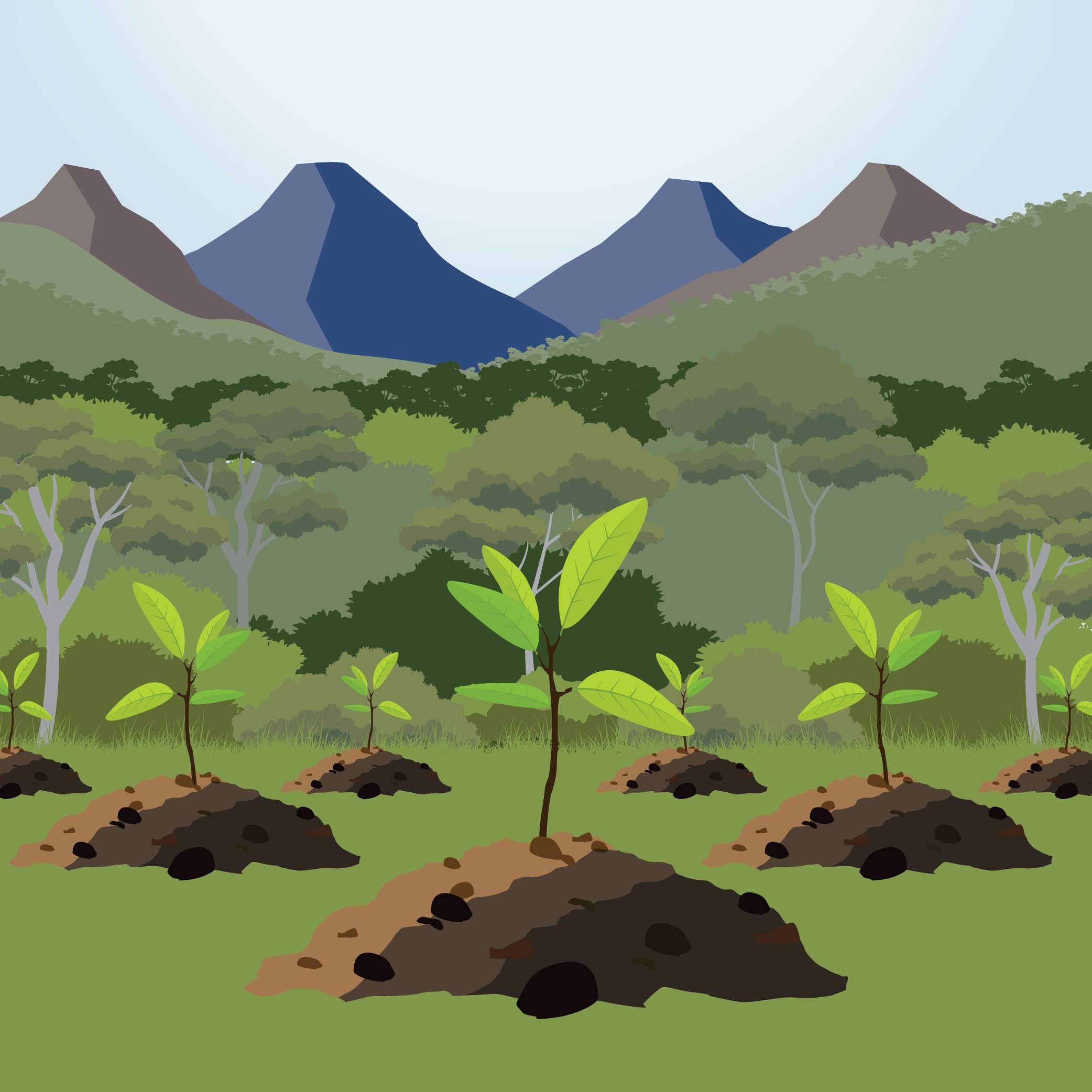 Can planting trees heal a land devastated by civil war