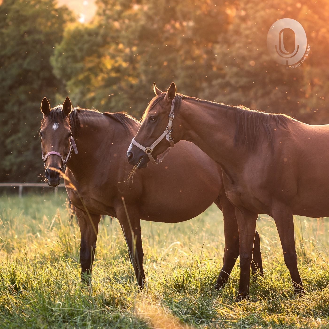 Ep. 111: Not All Fiber Is the Same - Understanding Free Fecal Water Syndrome in Horses Part 1