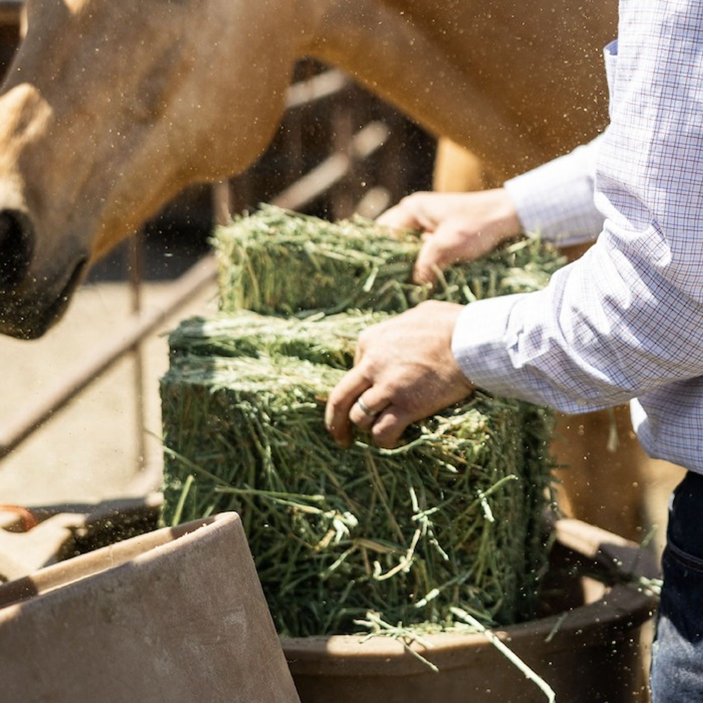 Ep. 102: Horse Feeding Trends Explained: Forage-Based, Grain-Free & Everything in Between – Part 1