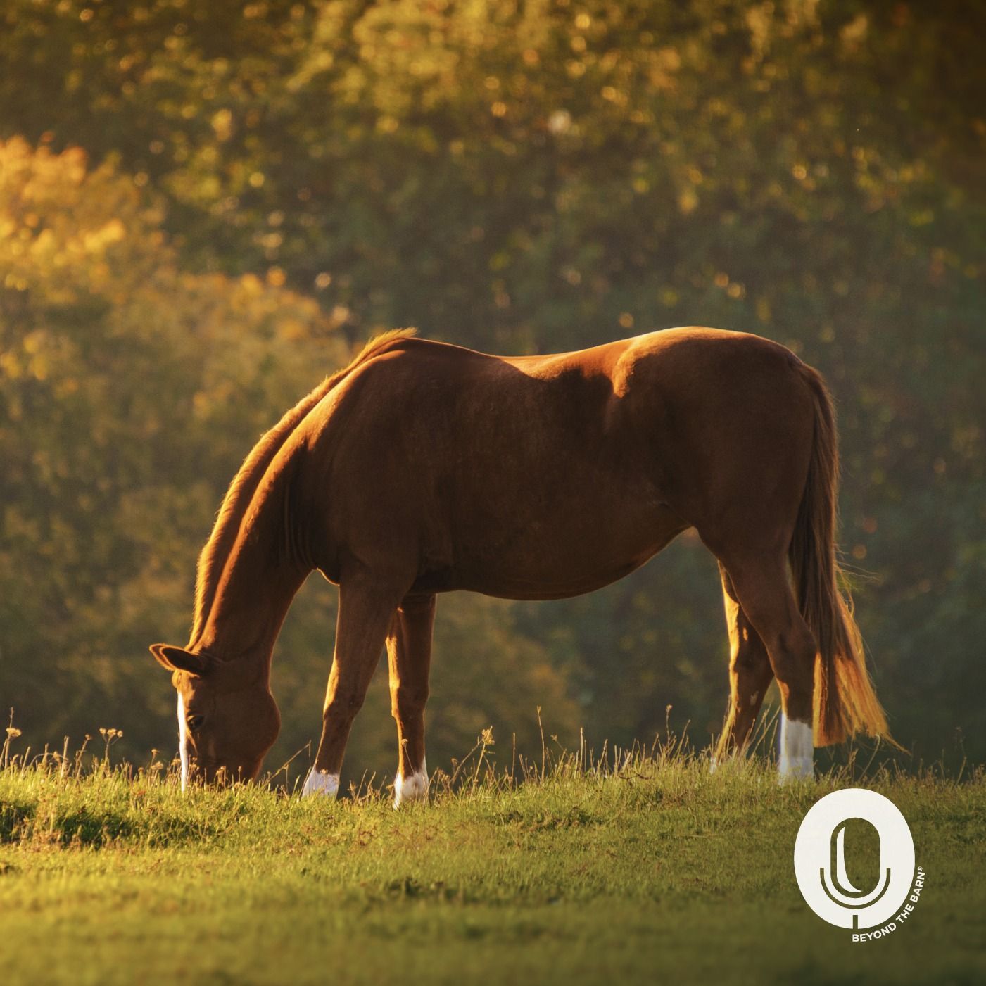 Ep. 112: Fixing Free Fecal Water Syndrome - Diet, Fiber & Gut Health Solutions for Horses Part 2