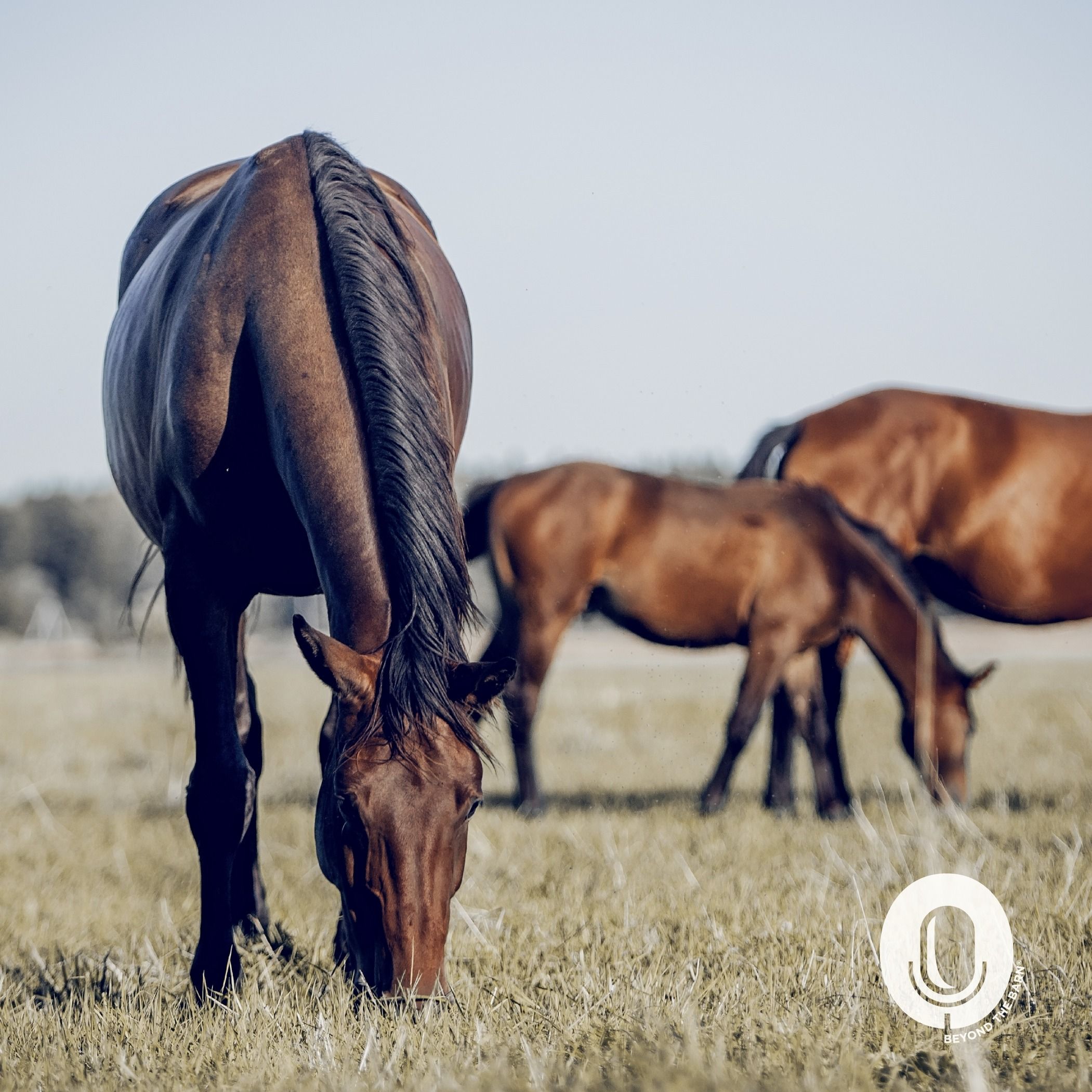 Ep. 119: 10 Tips for Feeding Horses During a Drought and Protecting Your Pasture episode artwork