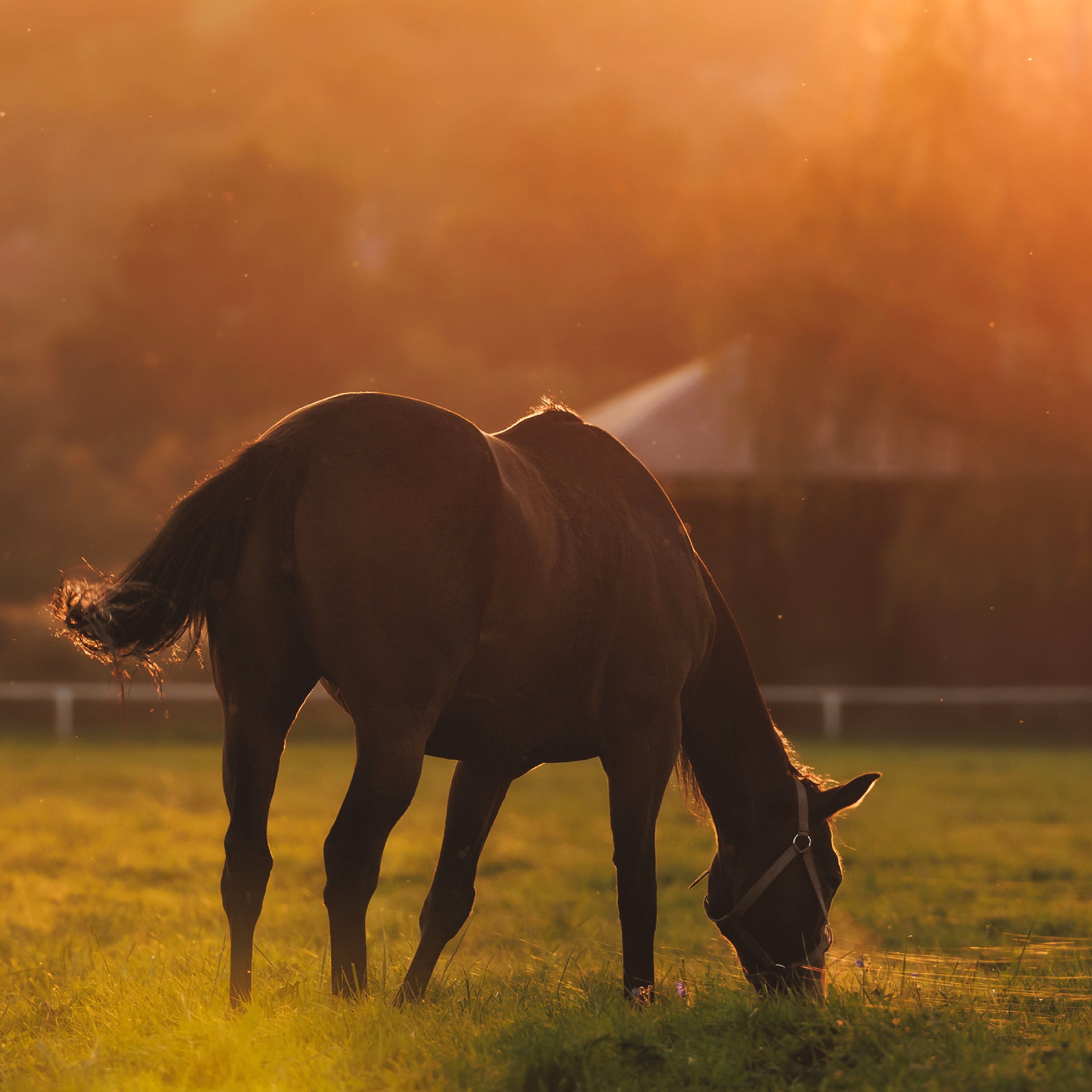 Beyond the Barn