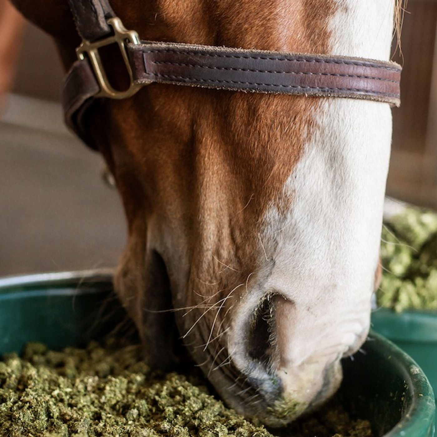 Ep. 103: How to Balance Forage-Based or Grain-Free Diets & Bust Common Myths – Part 2