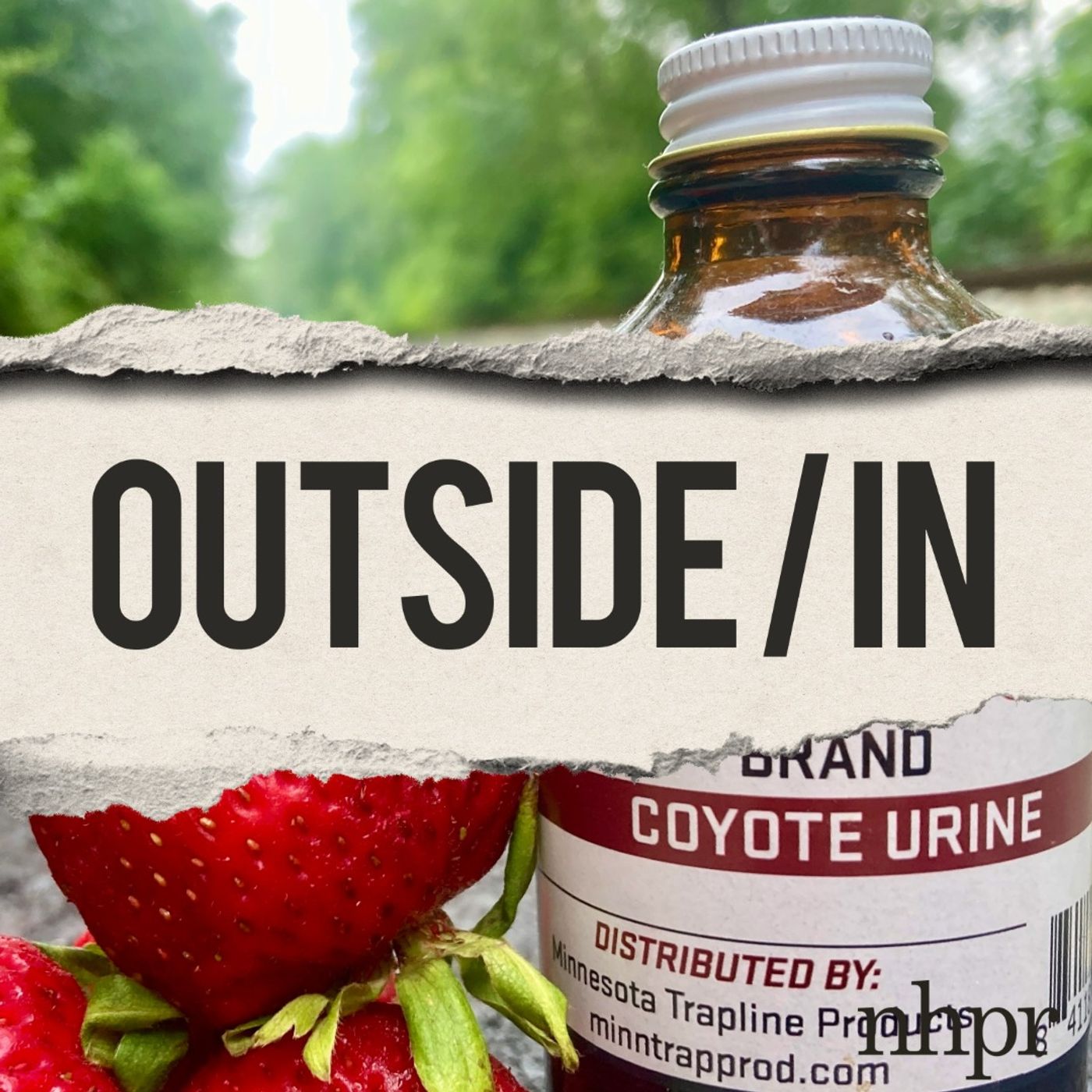 People are buying coyote urine. Where does it come from?