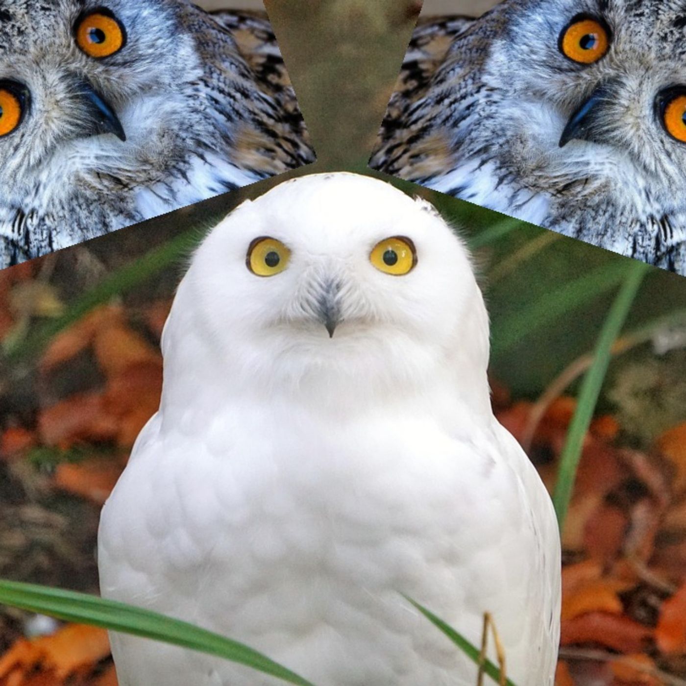 152. Harry Potter et le Zozo d'Azkaban 152. Harry Potter et le Zozo d'Azkaban