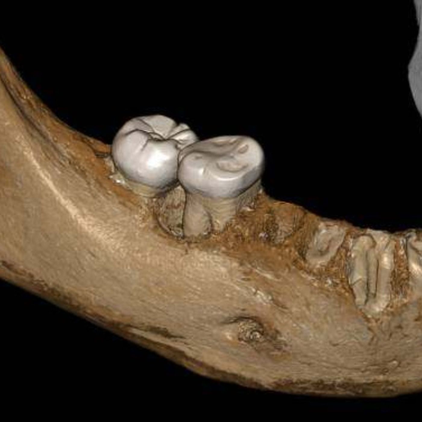 The Neanderthal Mind