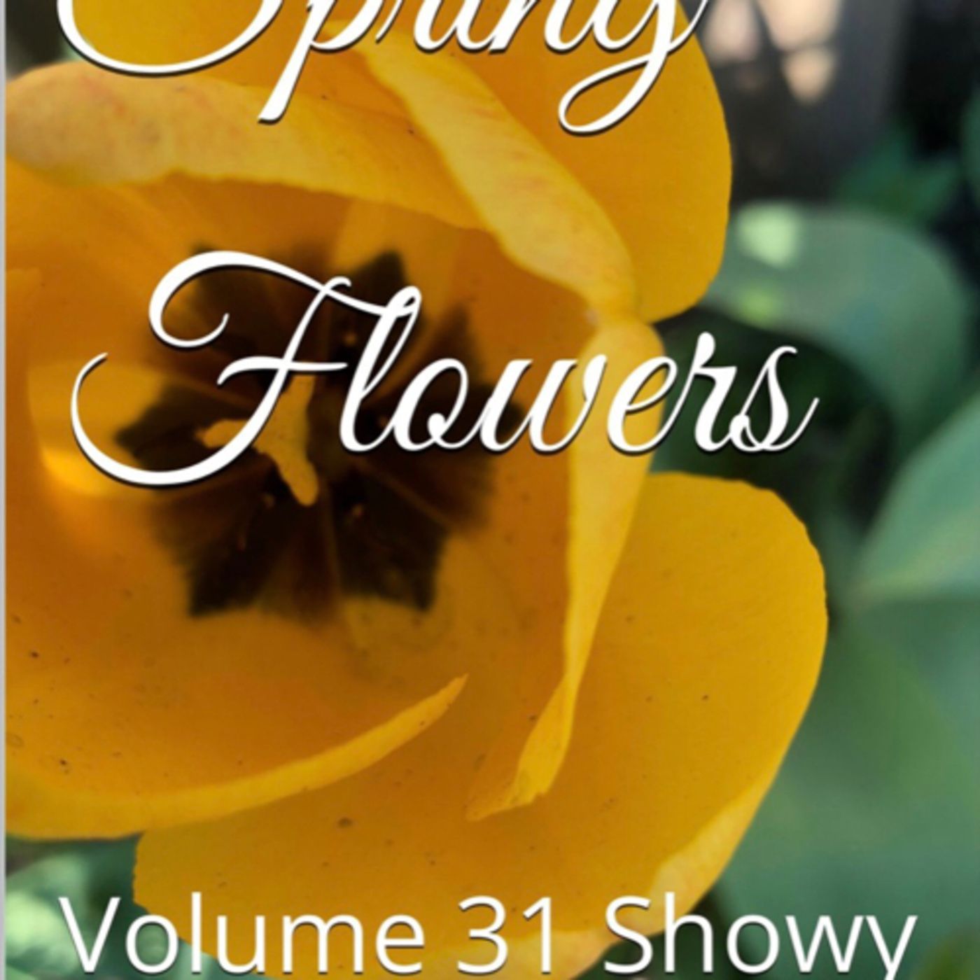 Spring Flowers Volume 31 Showy by Daniel Lucas episode artwork