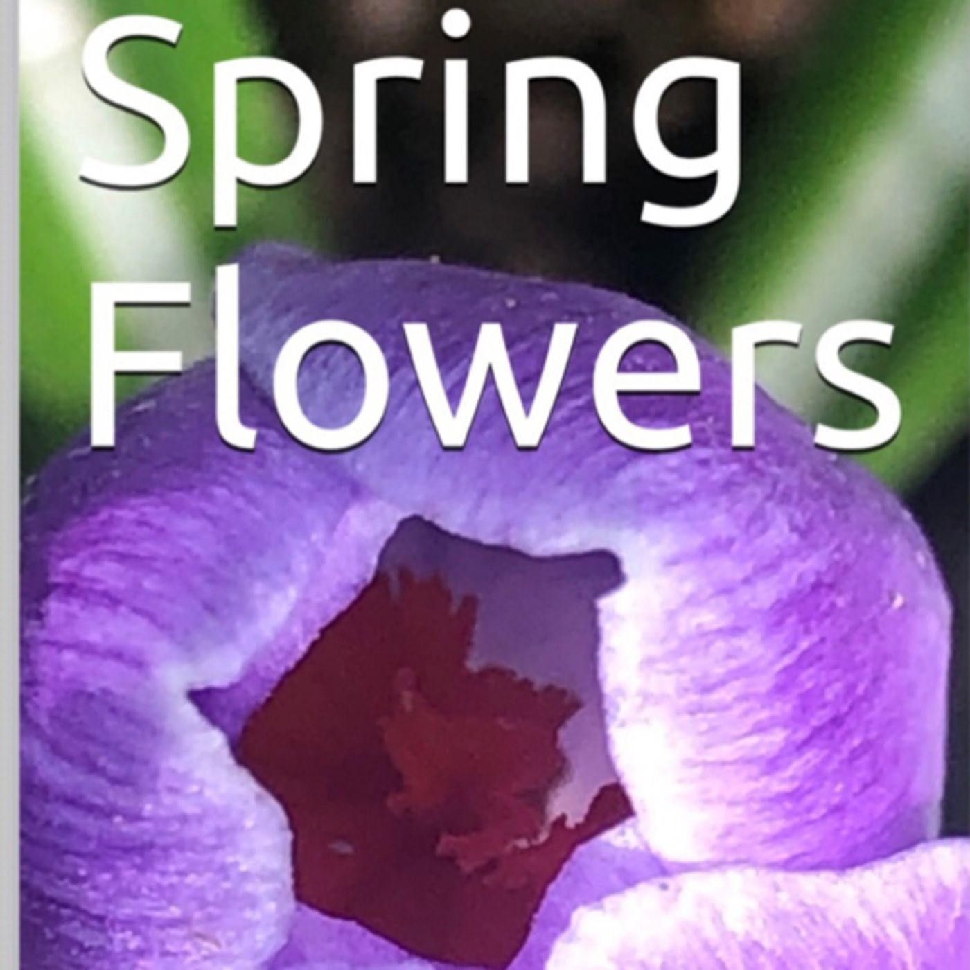 Spring Flowers Volume 65 Sweet-Smelling by Daniel Lucas episode artwork
