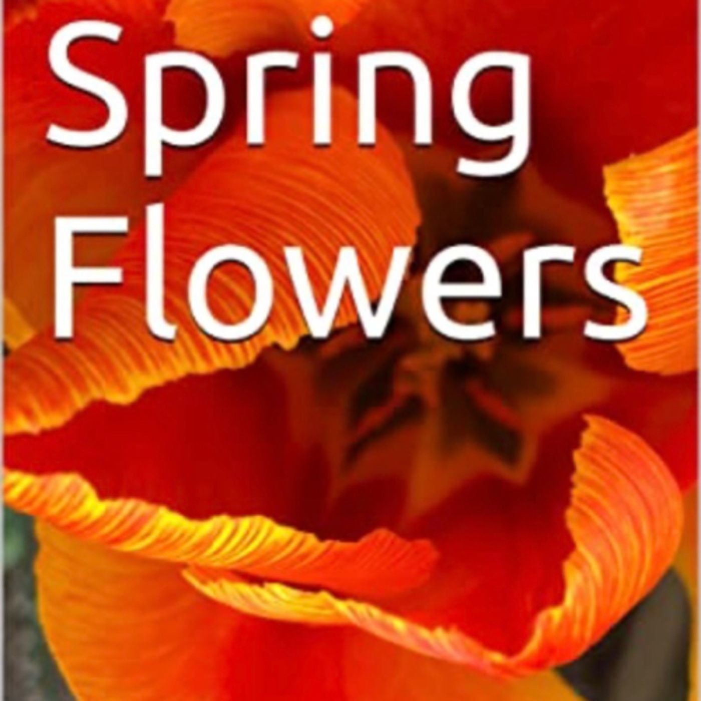 Spring Flowers Volume 19 Tulip by Daniel Lucas episode artwork