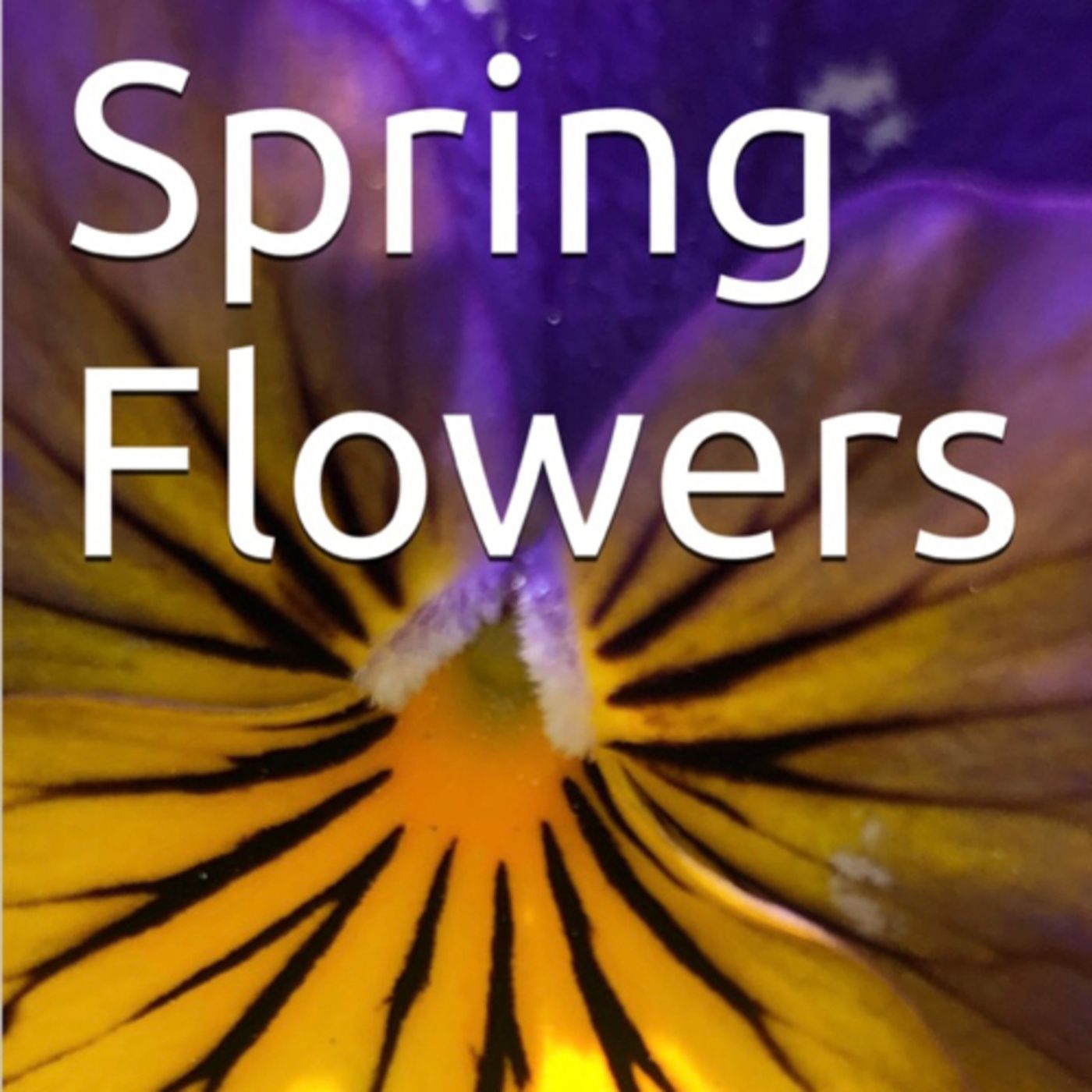 Spring Flowers Volume 122 Blissfully by Daniel Lucas episode artwork