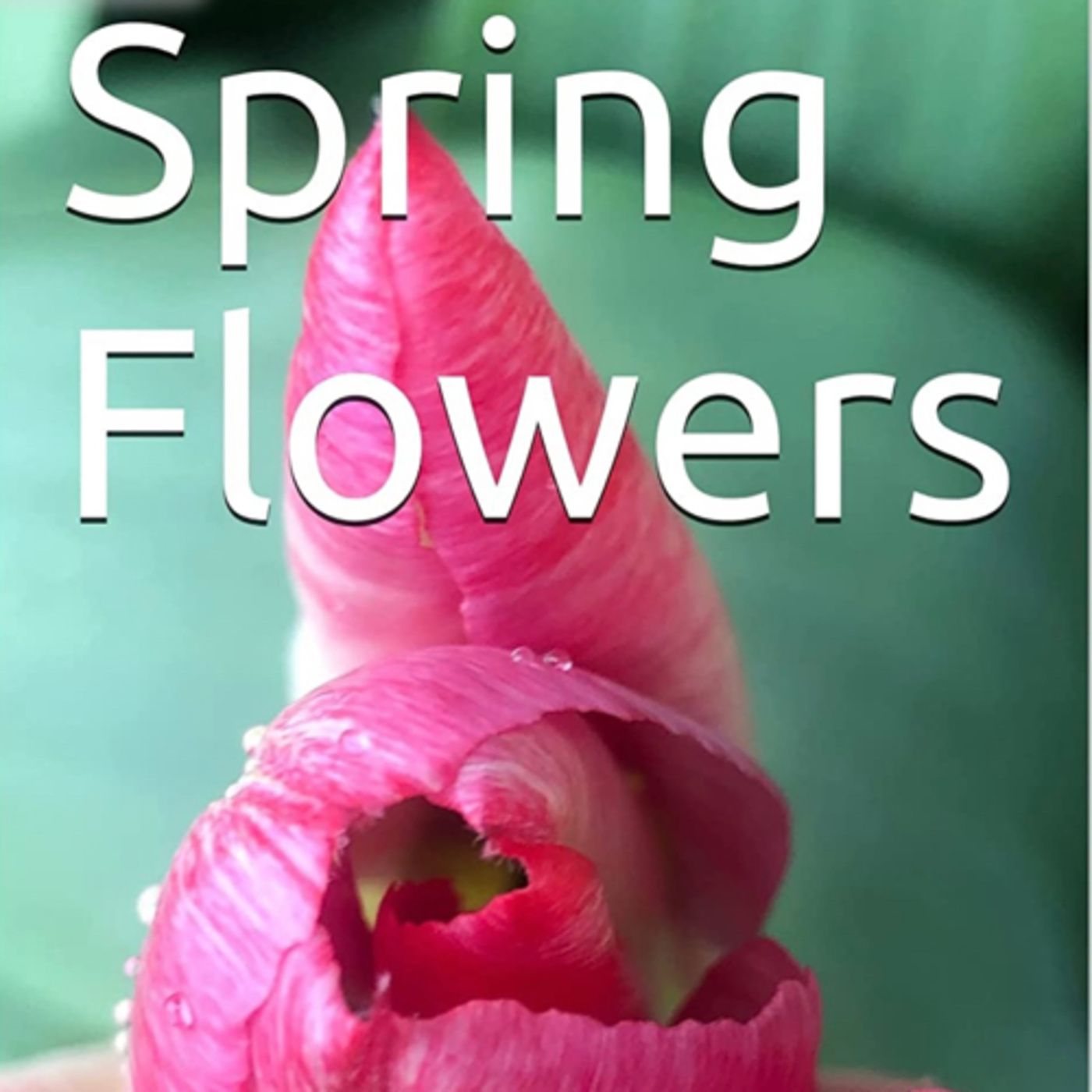 Spring Flowers Volume 70 Rarely by Daniel Lucas episode artwork