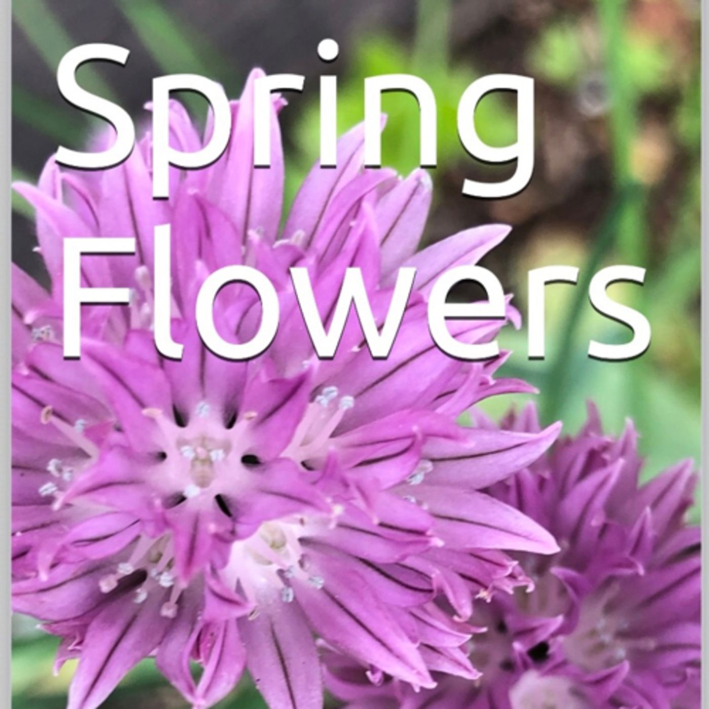 Spring Flowers Volume 130 Splendid by Daniel Lucas episode artwork