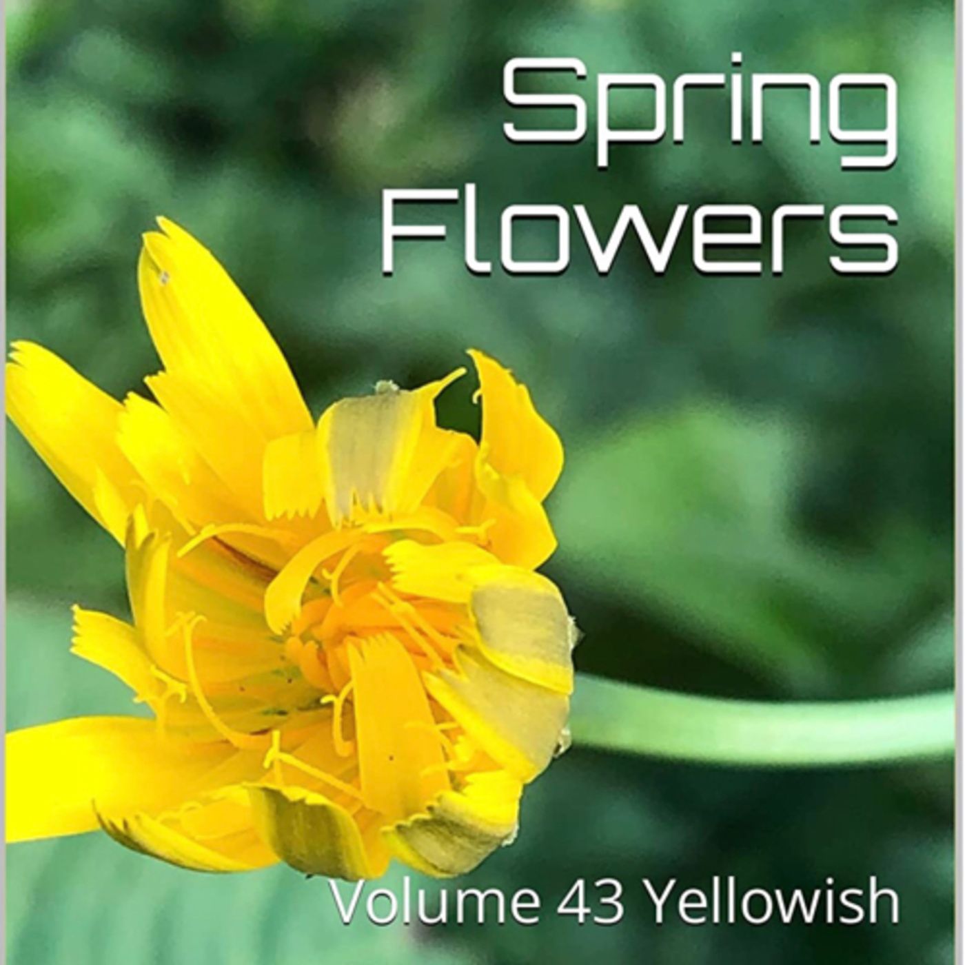 Spring Flowers Volume 43 Yellowish by Daniel Lucas episode artwork