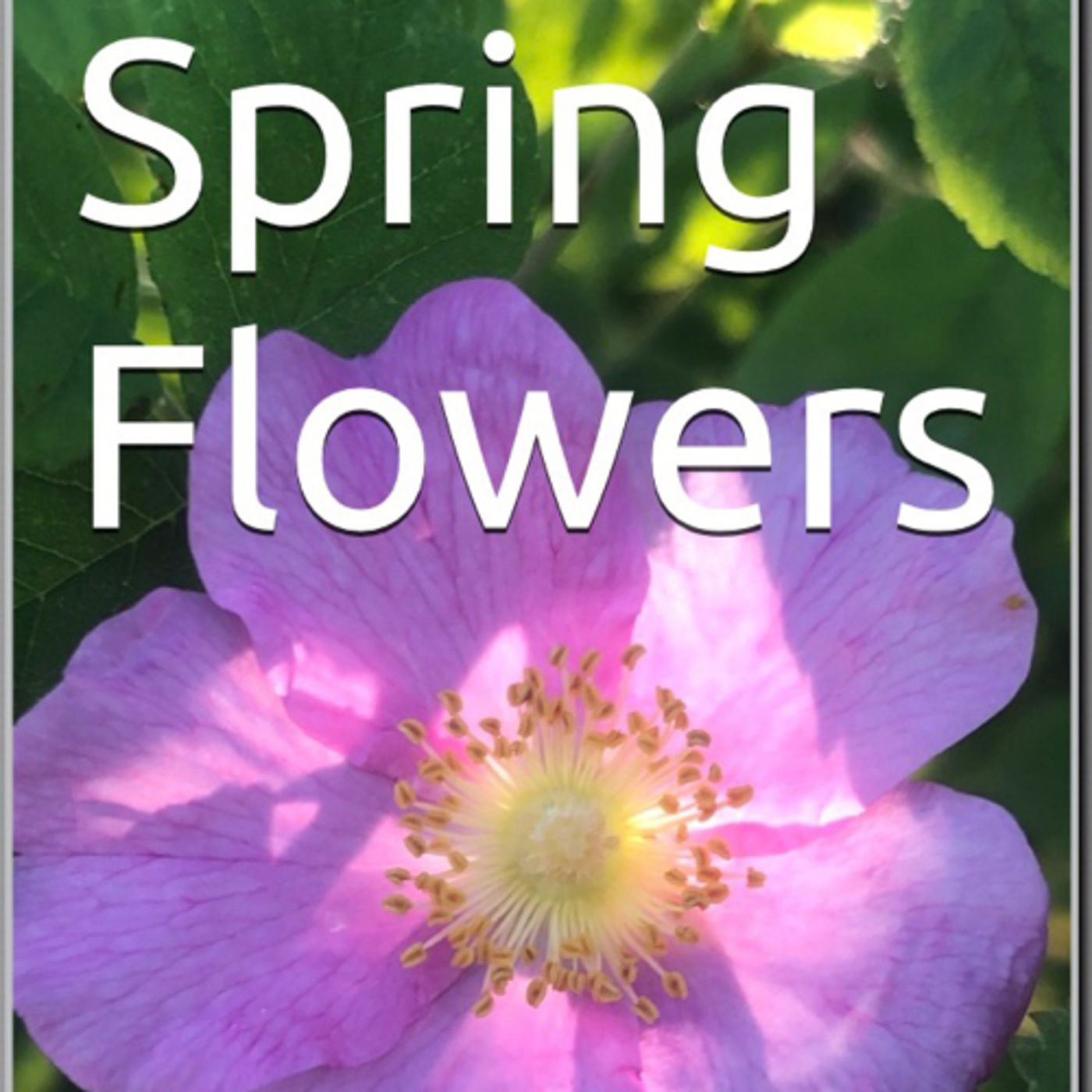 Spring Flowers Volume 116 Alluring by Daniel Lucas episode artwork