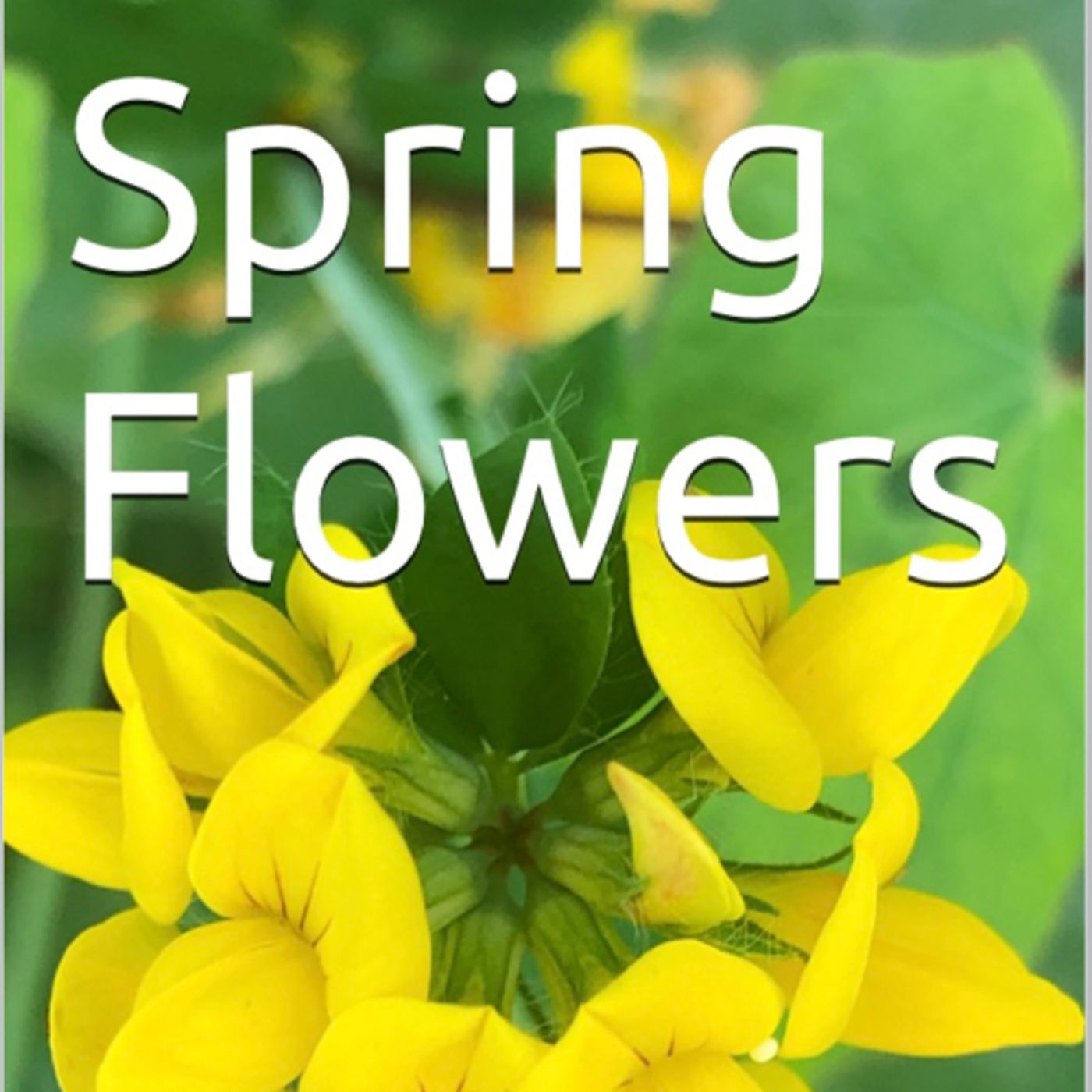 Spring Flowers Volume 132 Colourful by Daniel Lucas episode artwork