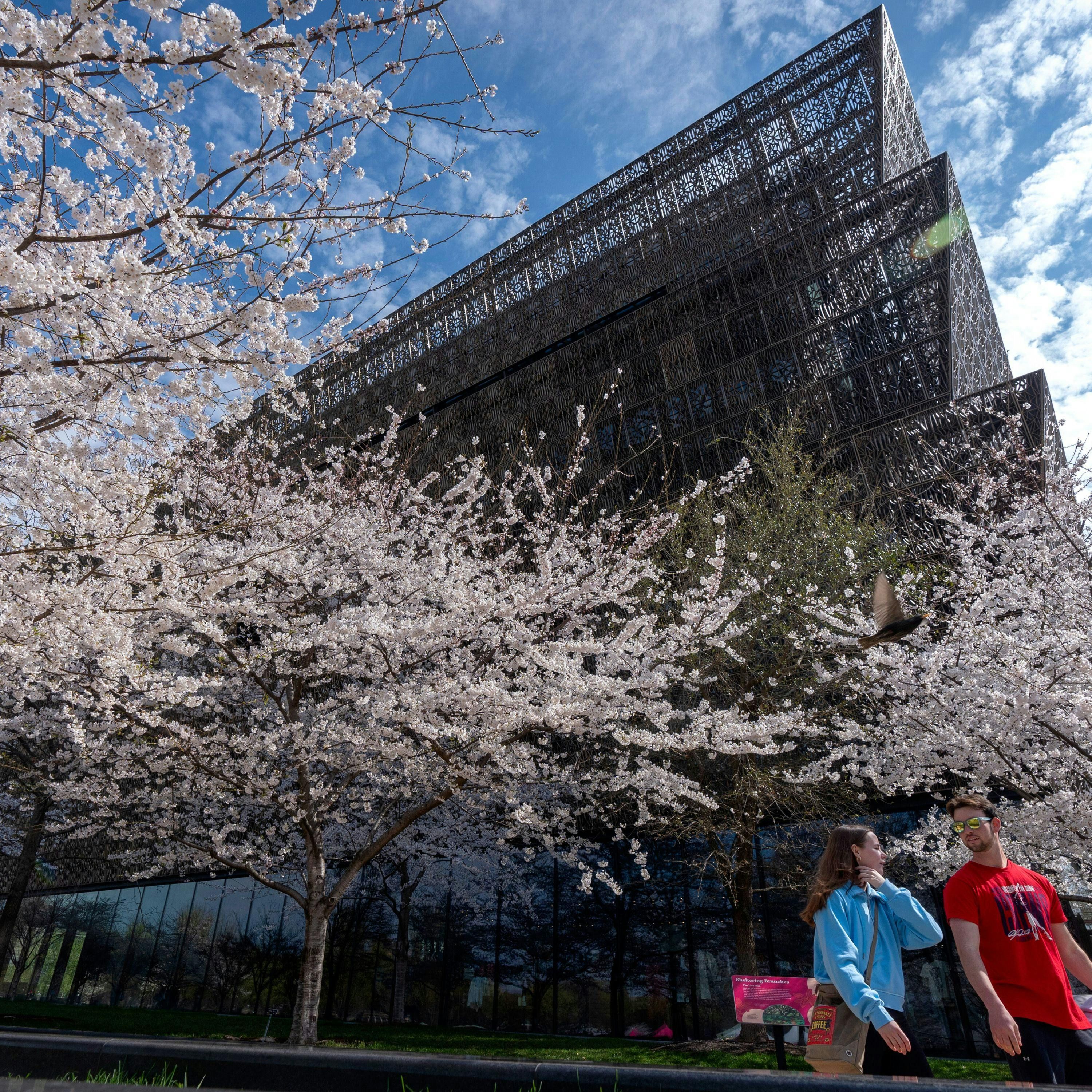 Trump Targets African American History Museum in Executive Order; Director Resigns