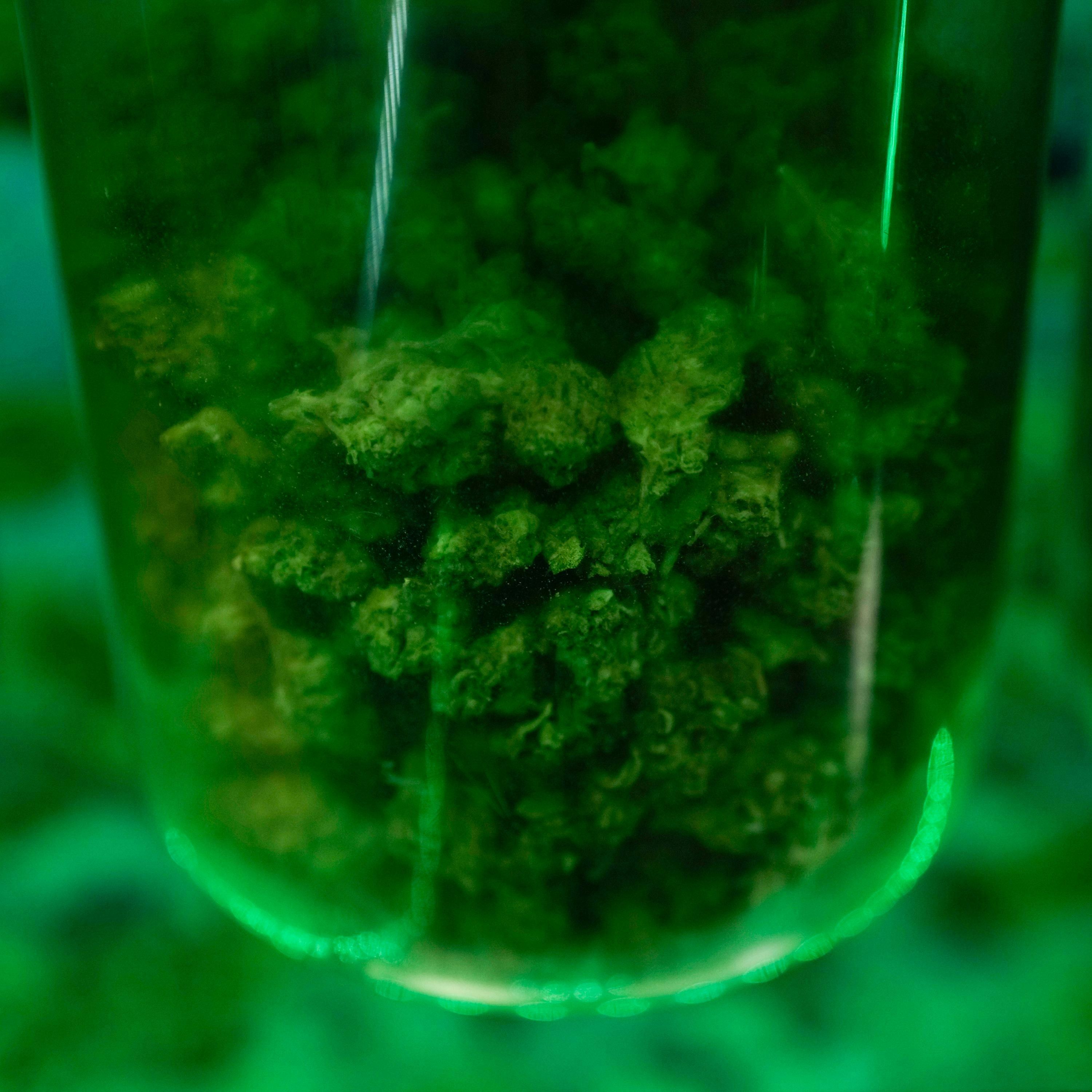 Study: Marijuana May Harm Heart Health