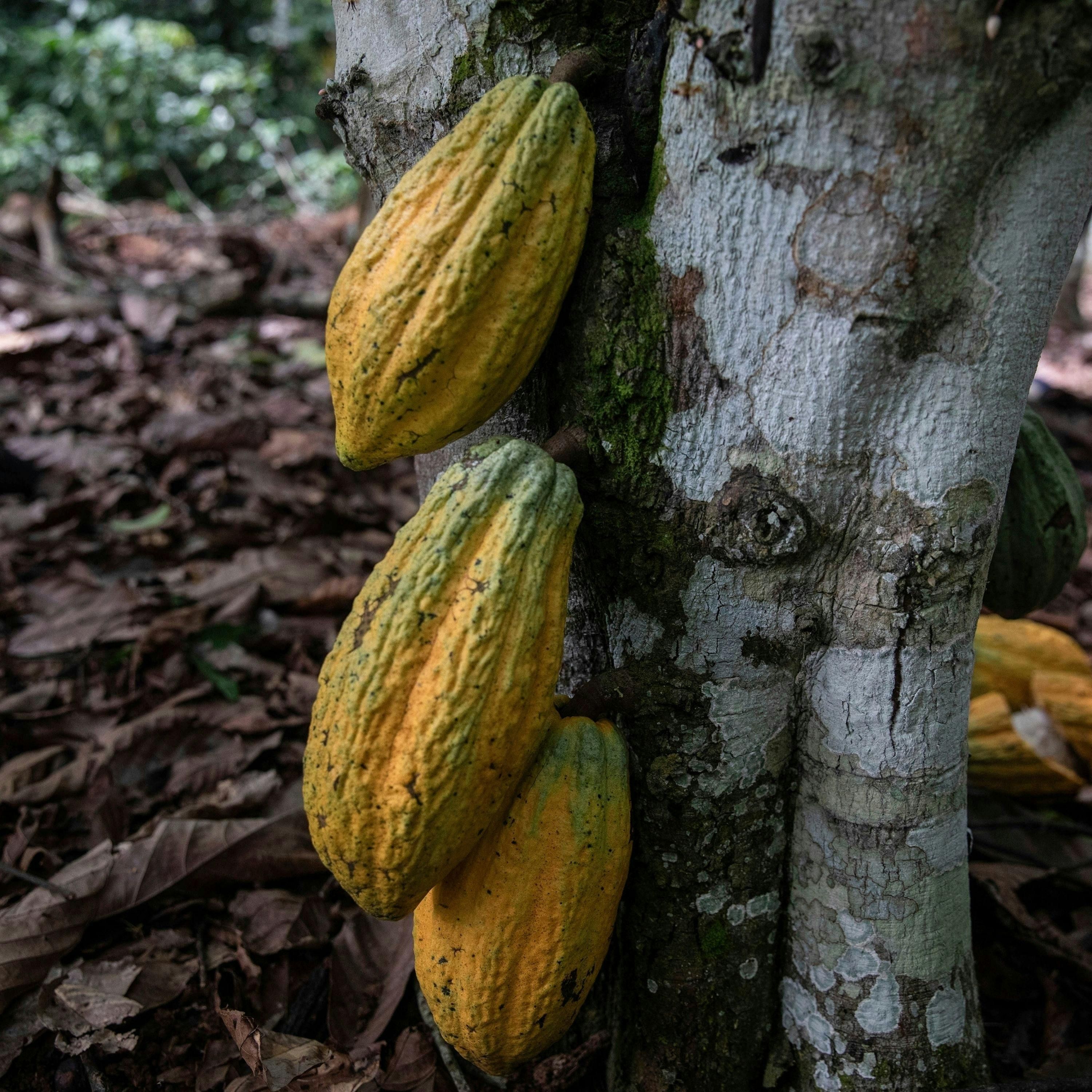 Ivory Coast Invites U.S. Investors: “The Door Is Open”