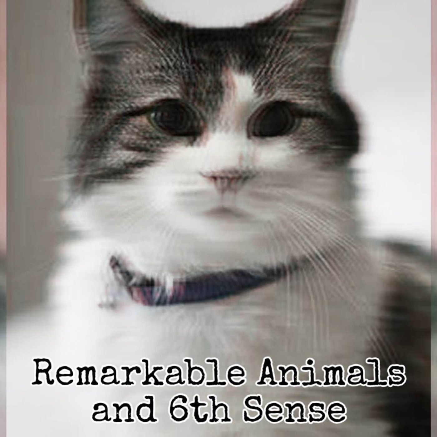 Remarkable Animals ft Drinking the Koolaid's Amanda Goodness [Ep. 61]