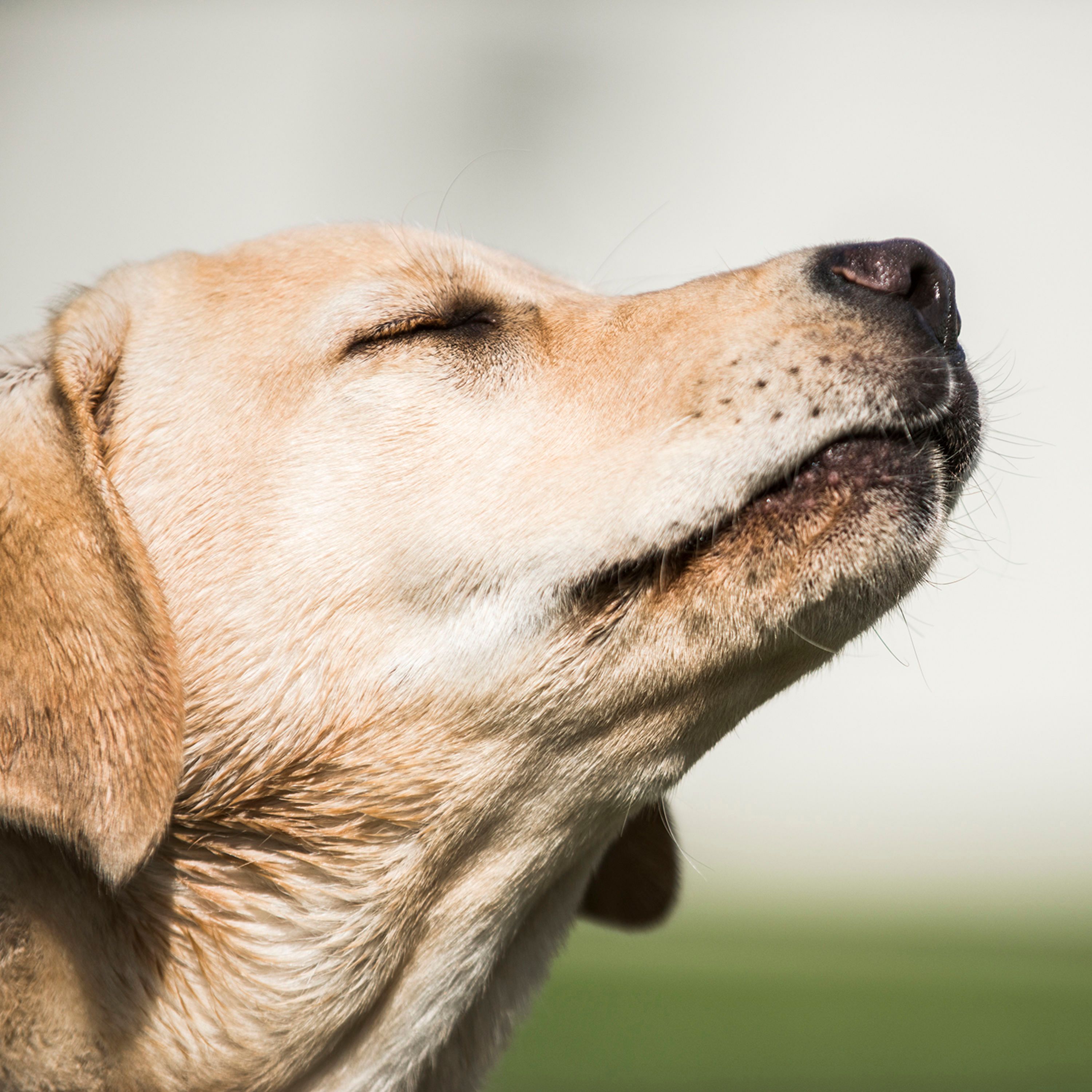 Ep. 16: This week I learned dogs can tell time with their noses, and more