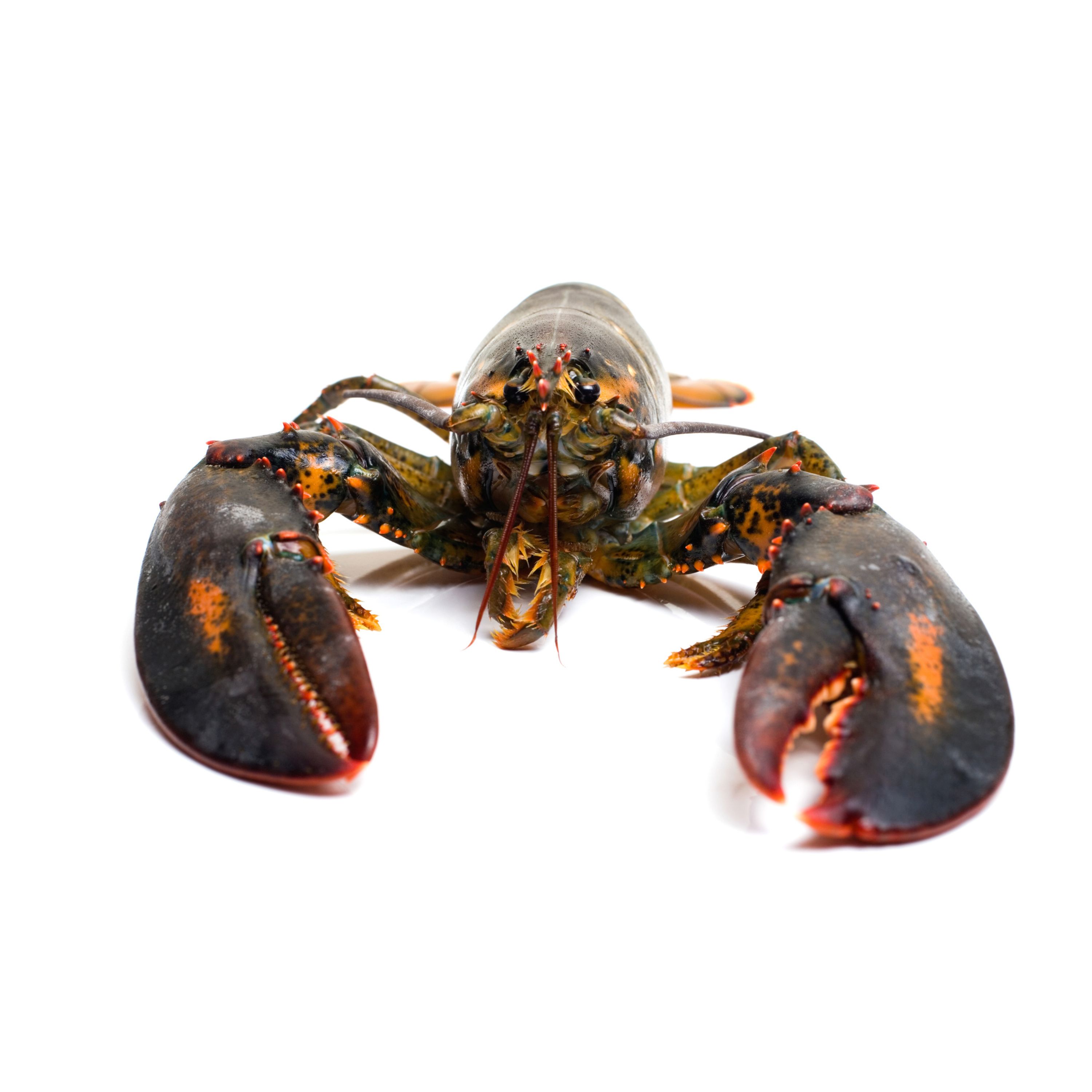 Ep. 34: This week I learned that Brazil and France almost went to war over lobster, and more