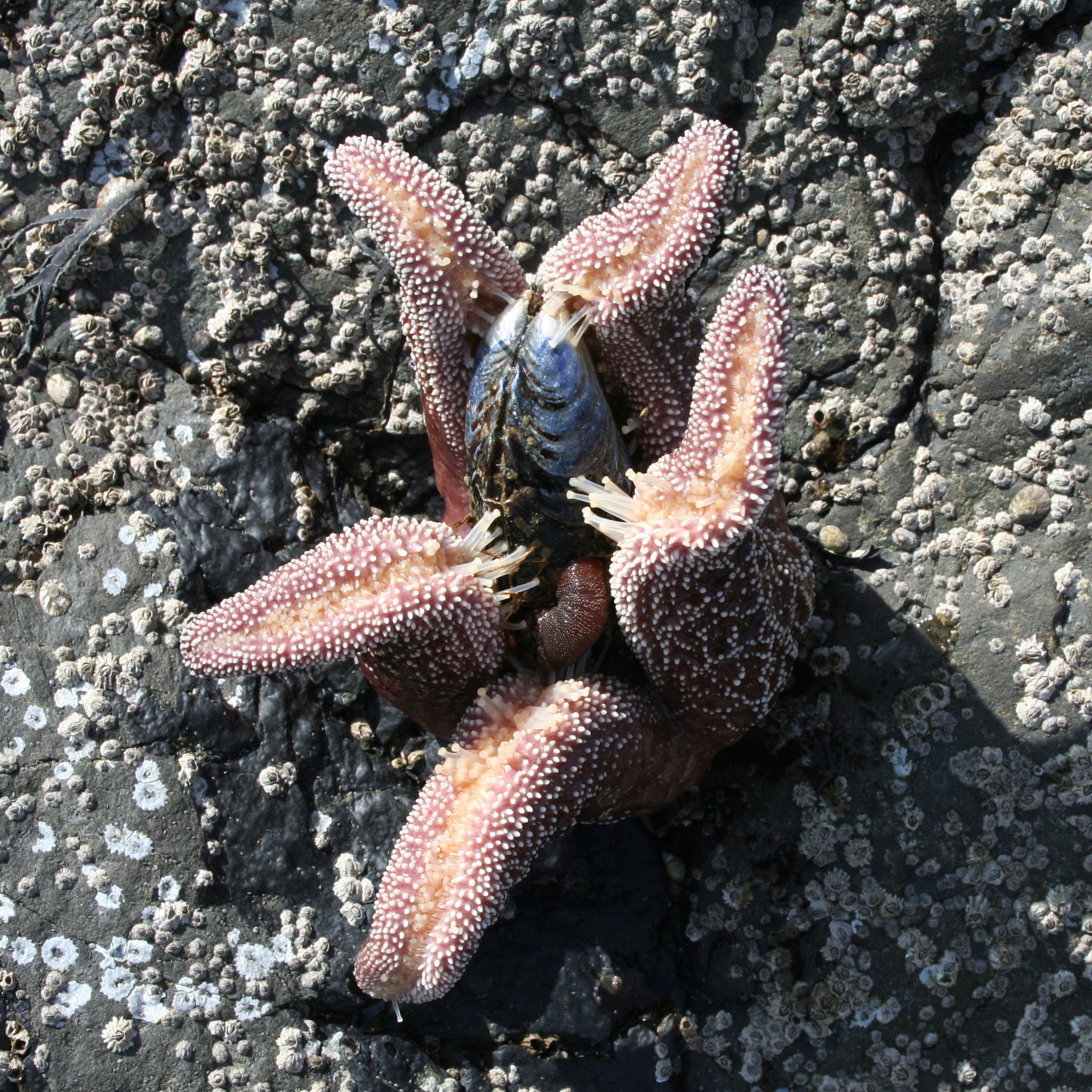 Ep. 63: This week I learned the beloved starfish is a surprisingly brutal killer, and more