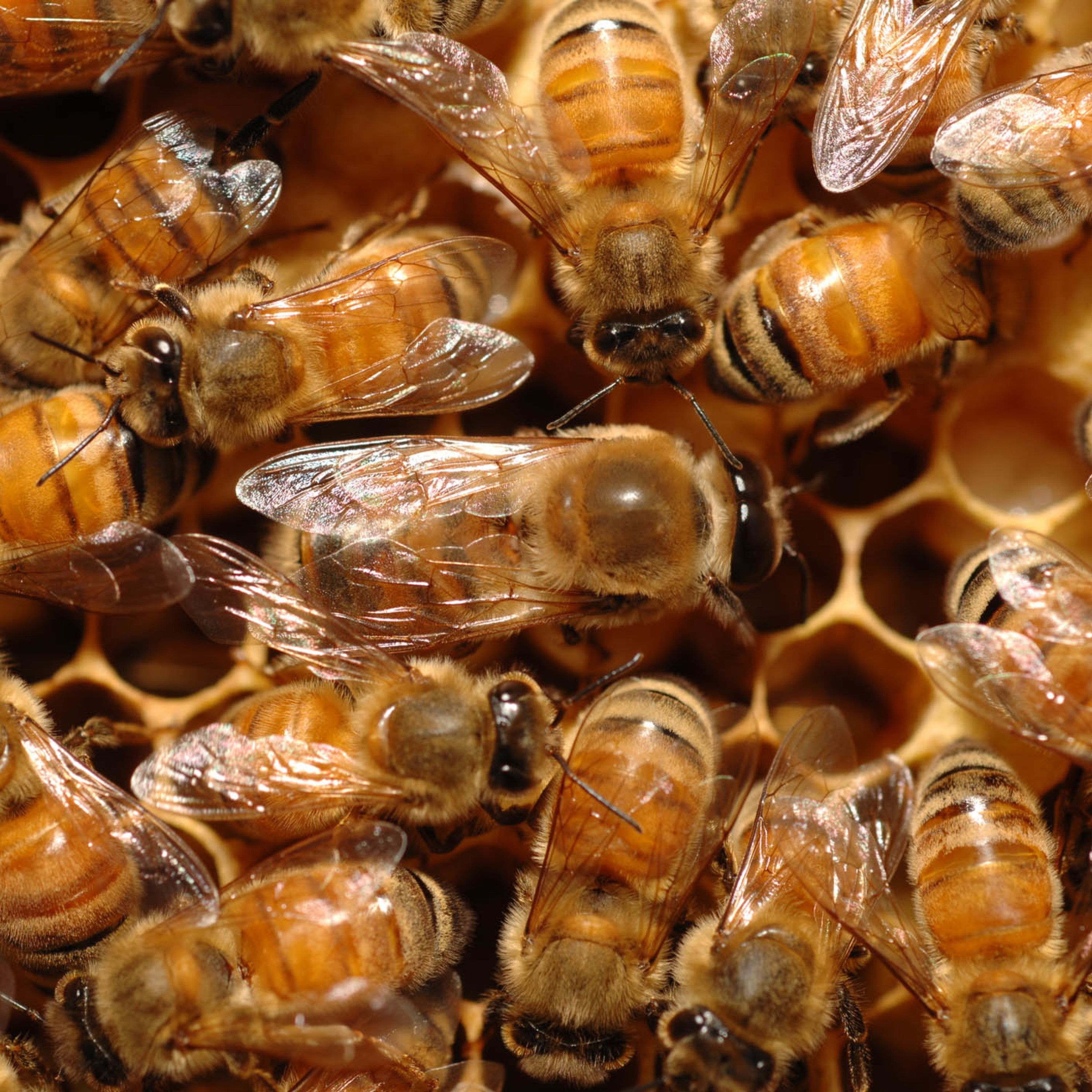 Ep. 35: This week I learned honeybees say 'oops' when they're startled, and more